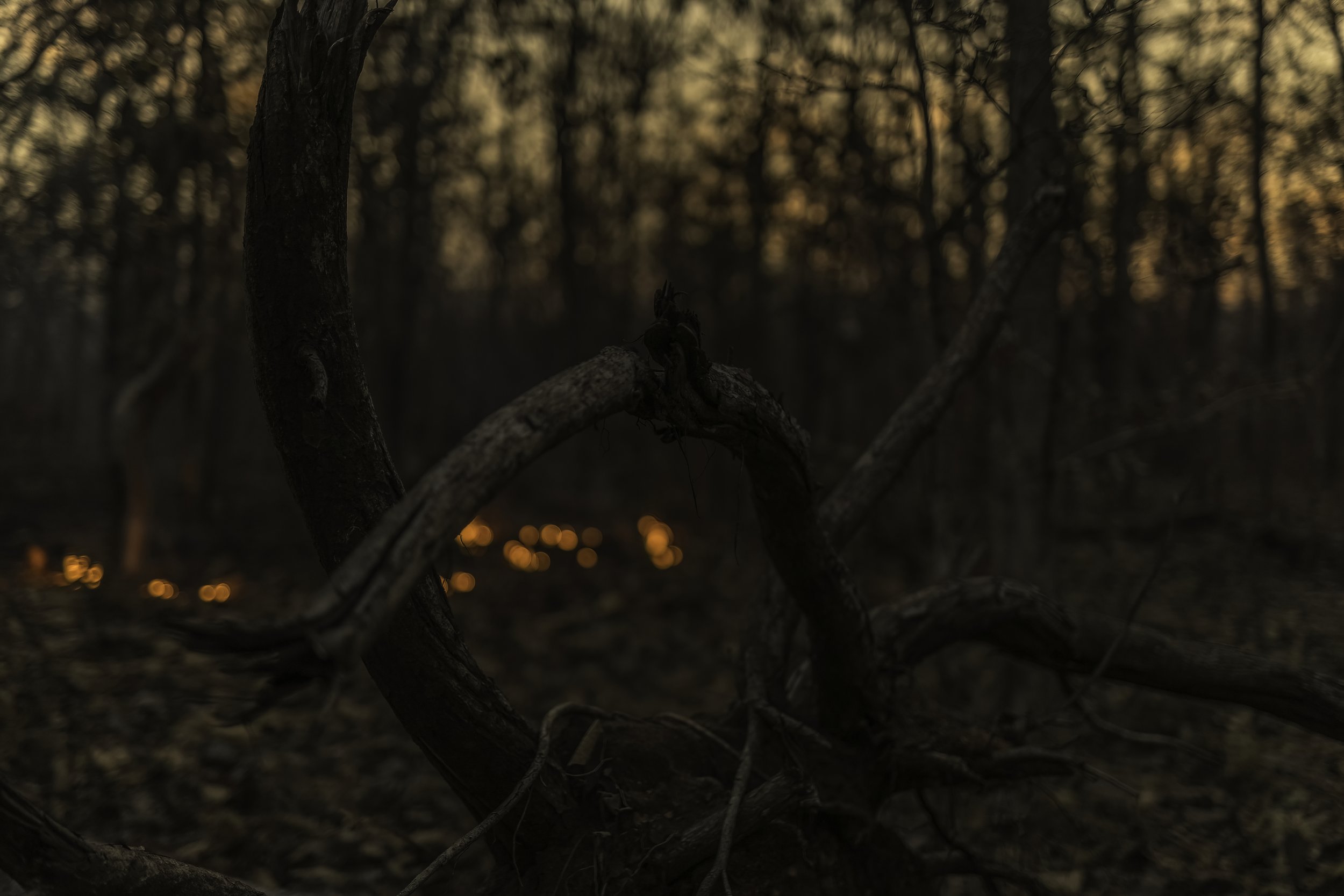 Controlled Forest Fire