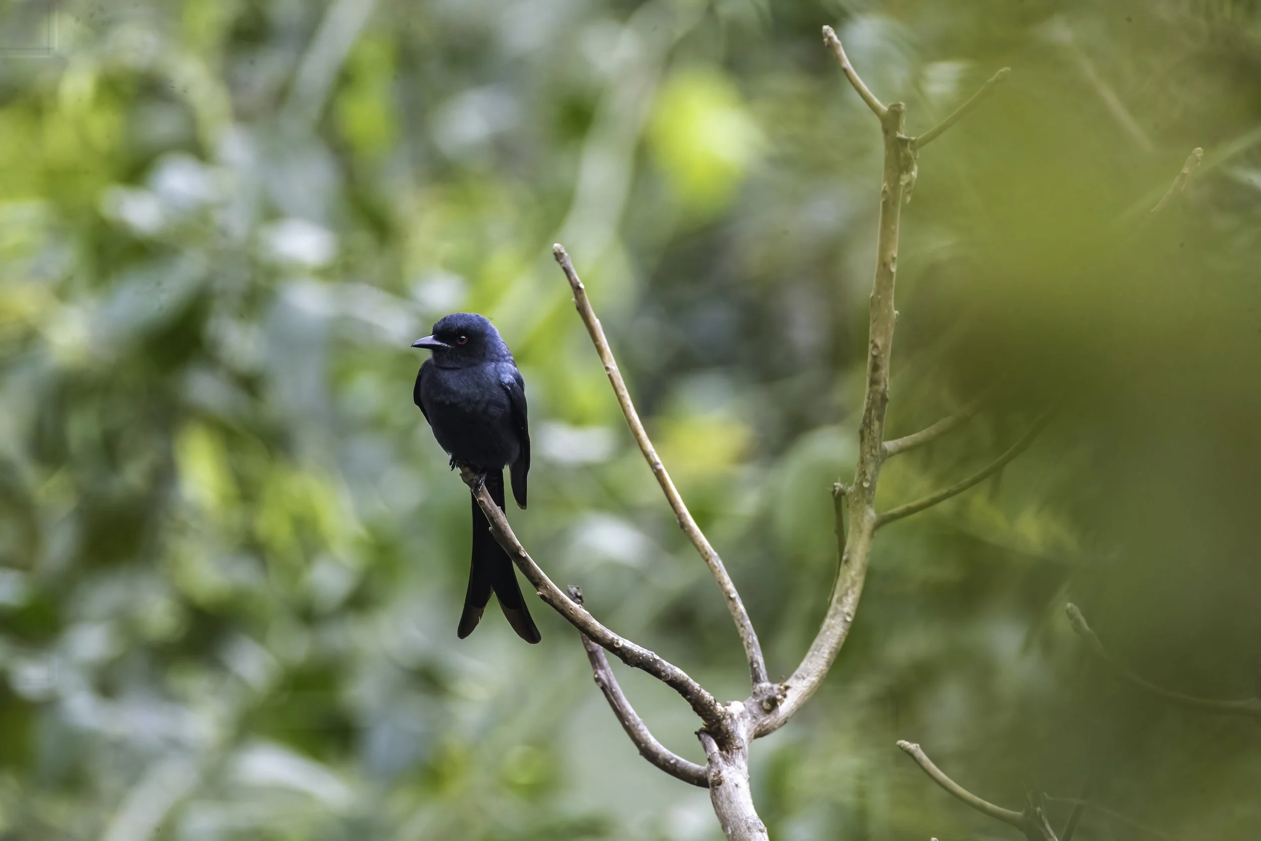 Black Drongo - Uma Maheshwaram Temple, Mannanur - WildArtWorks