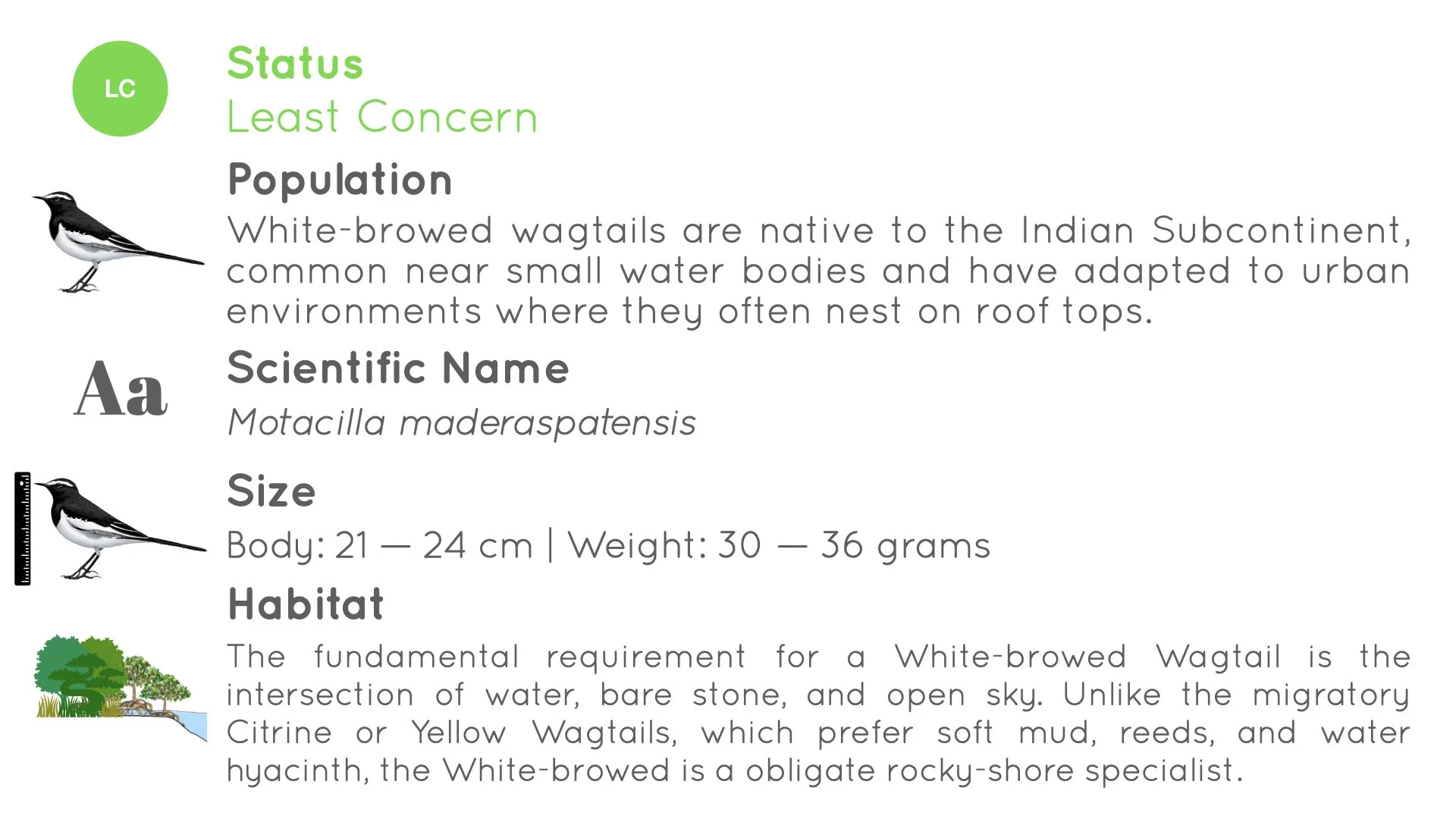 White-browed Wagtail - Statistics - WildArtWorks