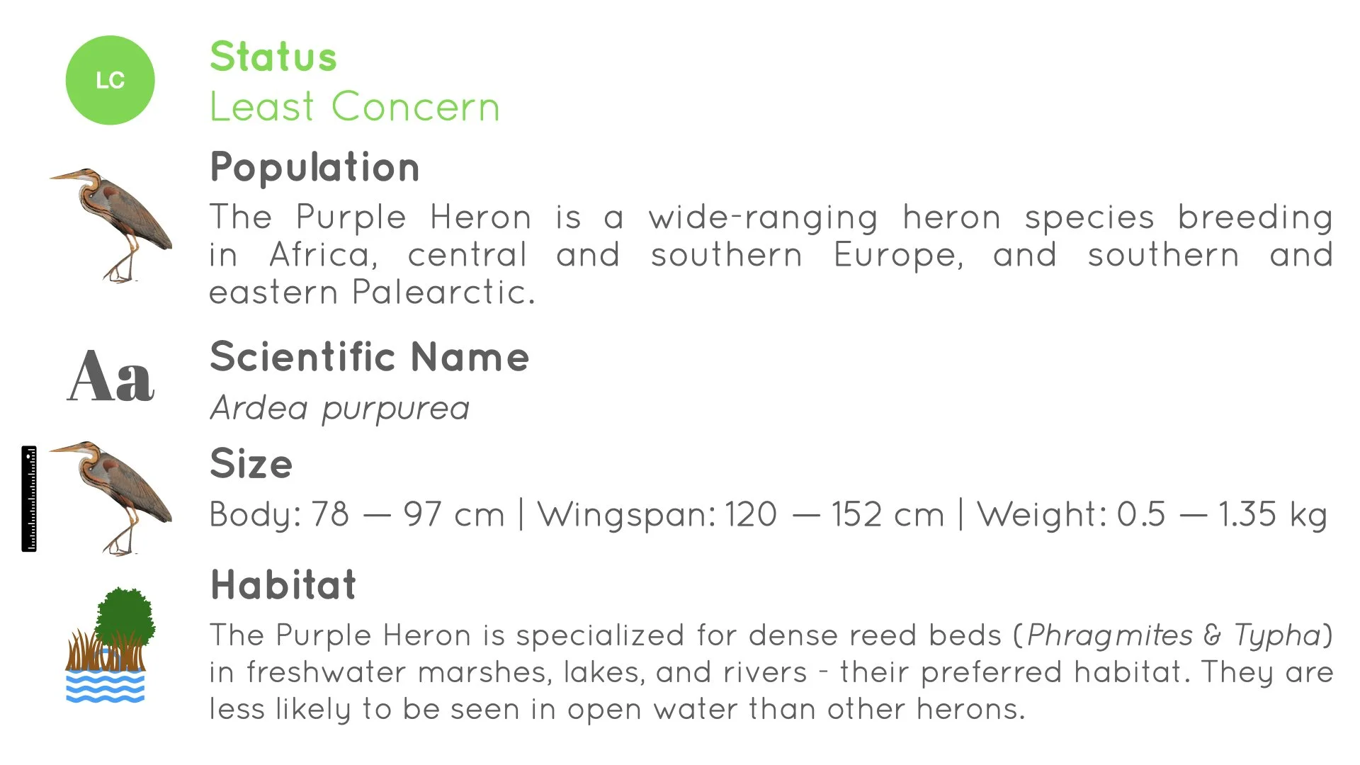 Purple Heron - Statistics - WildArtWorks