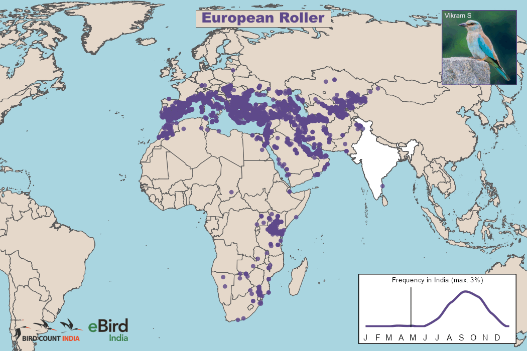 European Roller Migration Map - eBird India