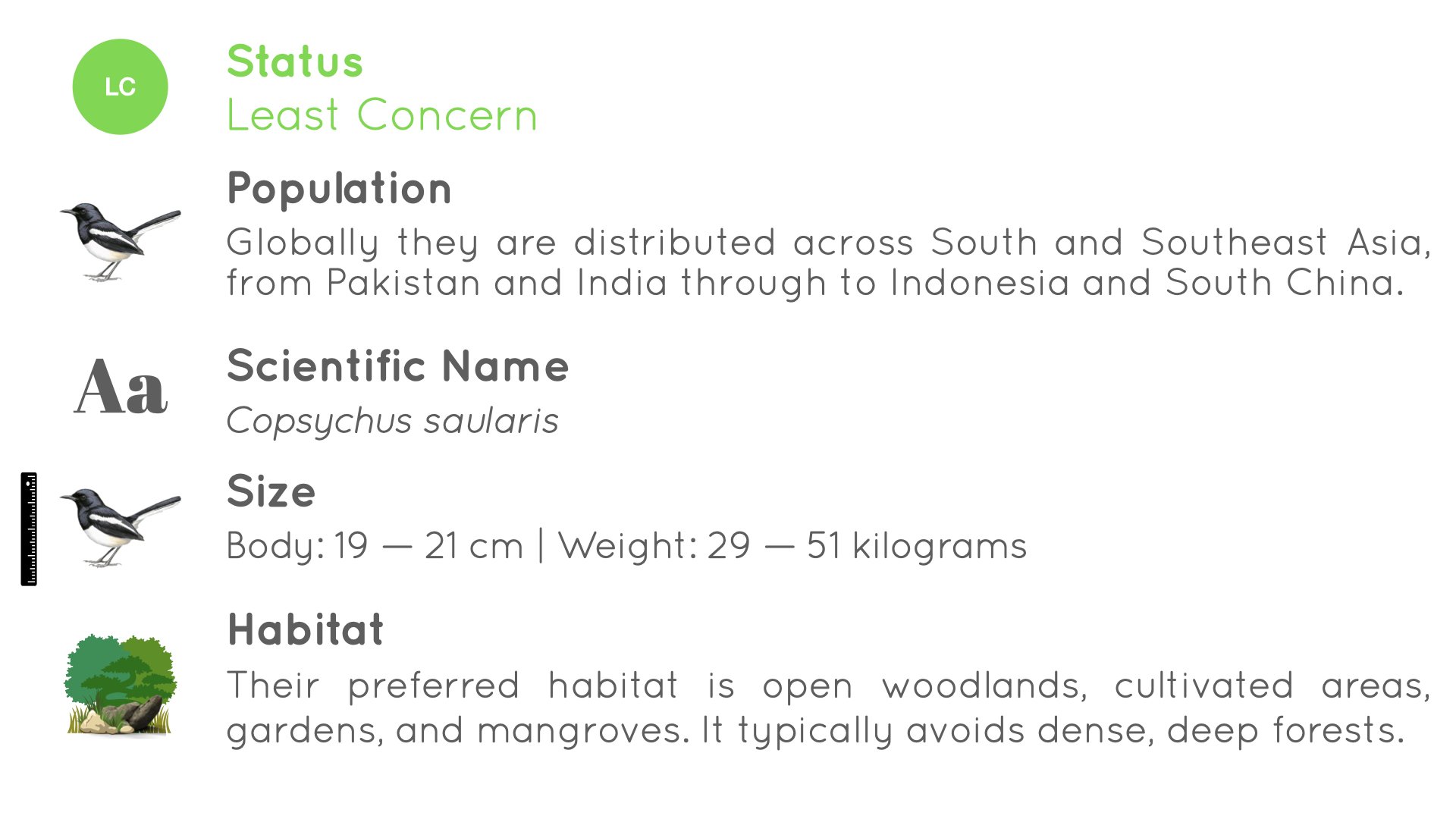 Oriental Magpie-Robin - Statistics - WildArtWorks