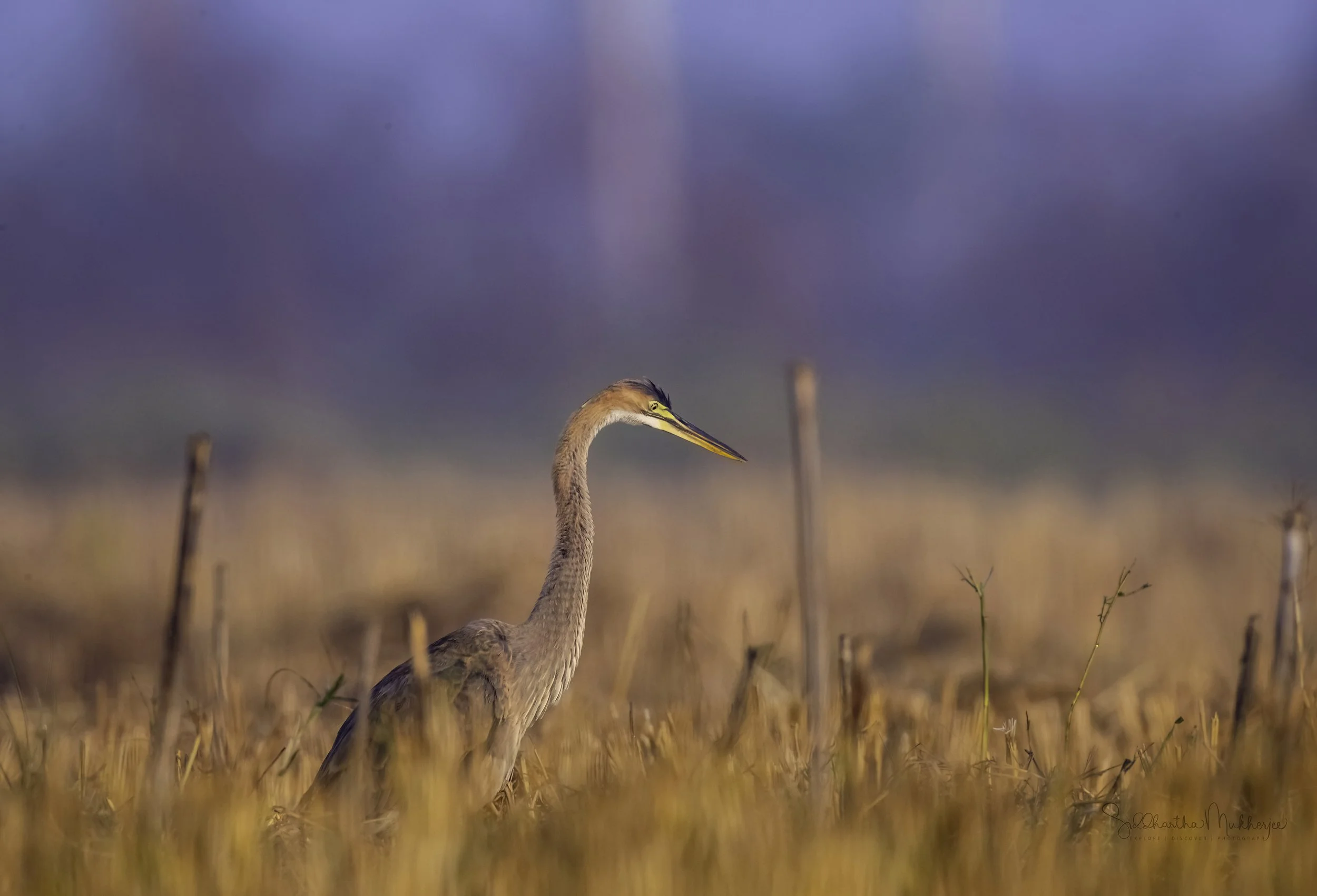 Purple Heron - Manjeera Wildlife Sanctuary - WildArtWorks