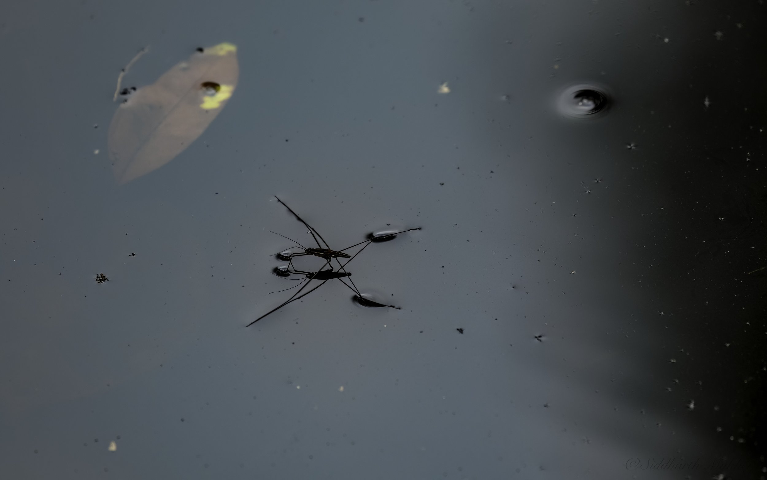 Water Strider, Sungei Buloh Wetlands