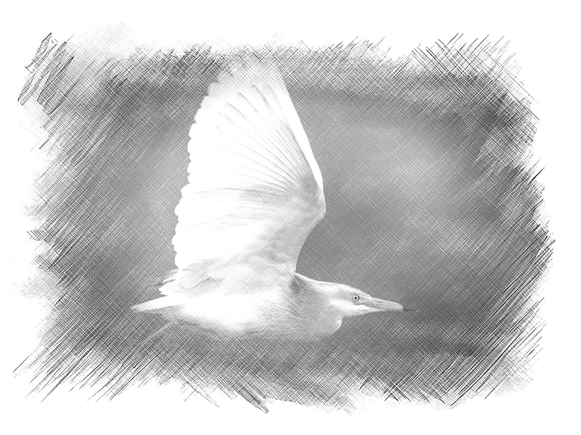 Indian Pond Heron - Sketch - WildArtWorks