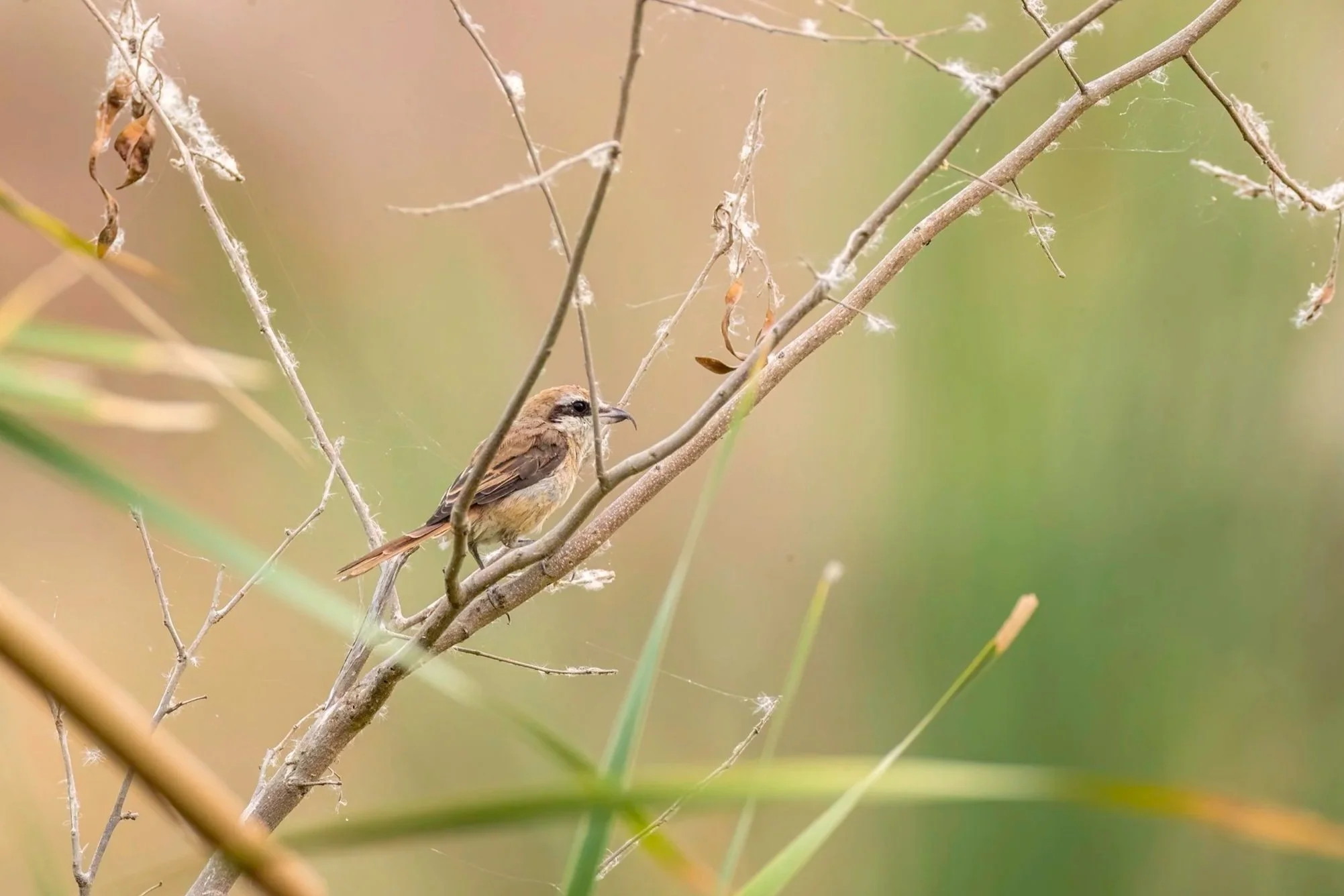 Brown Shrike - Ameenpur Lake - WildArtWorks