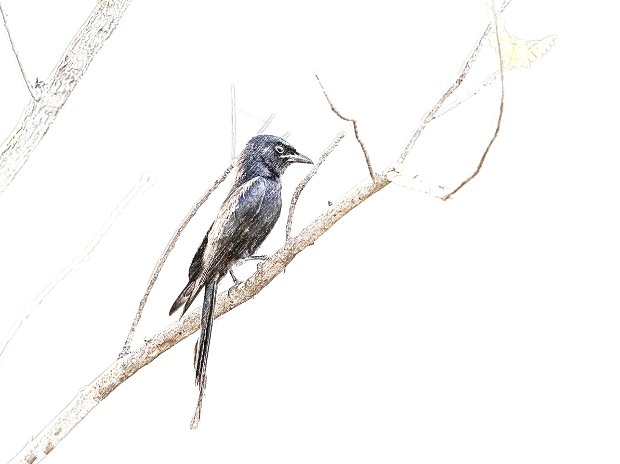 Black Drongo - Sketch - WildArtWorks