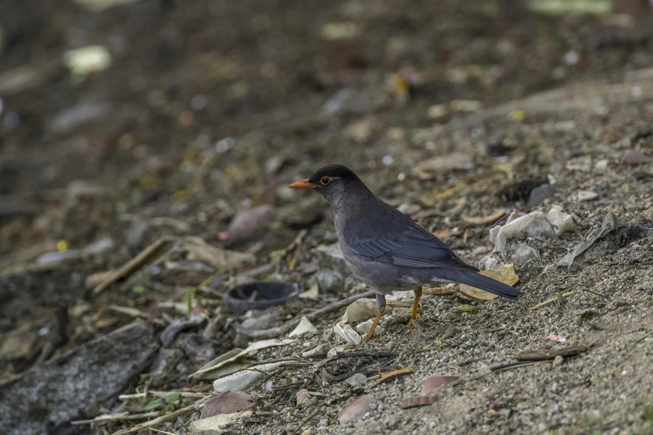 Indian Blackbird - Nallamala Hills, Amrabad Tiger Reserve - WildArtWorks