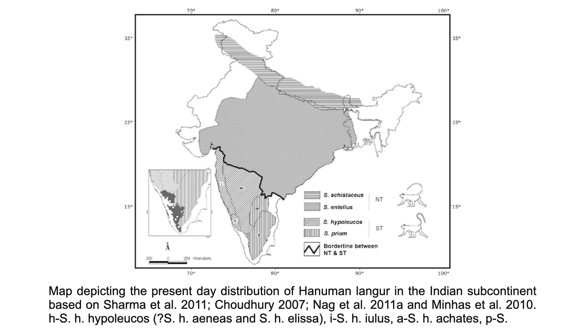 Hanuman Langur - Range & Distribution - WildArtWorks