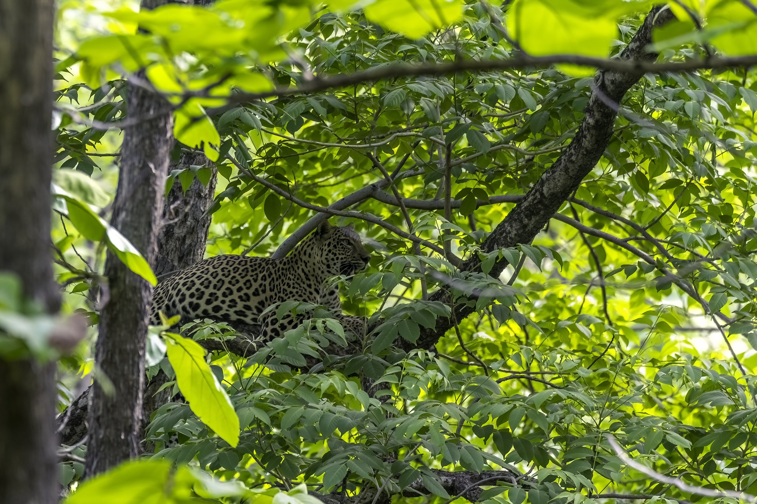 The Tipai Leopard, Tipeshwar Wildlife Sanctuary