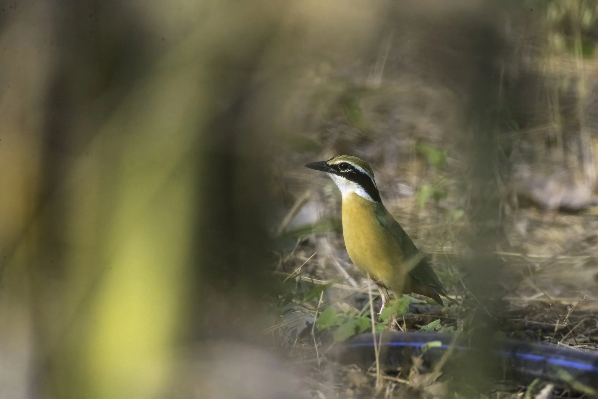 Indian Pitta - Ameenpur Lake - WildArtWorks
