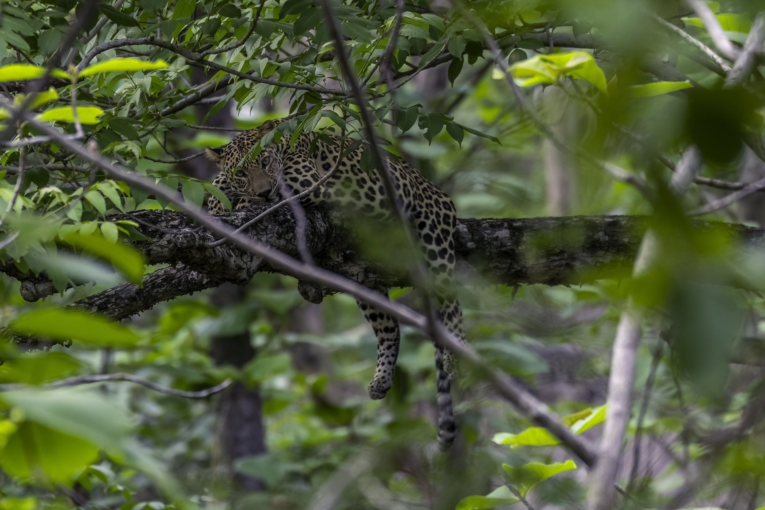 The Tipai Leopard, Tipeshwar Wildlife Sanctuary