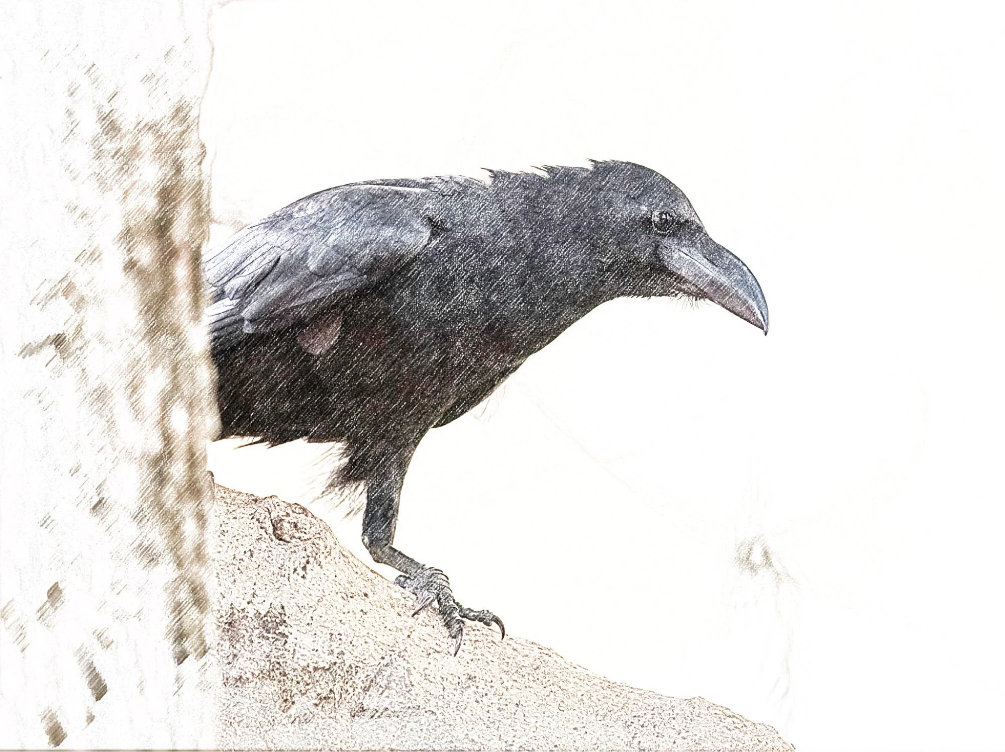 Indian Jungle Crow - Sketch - WildArtWorks