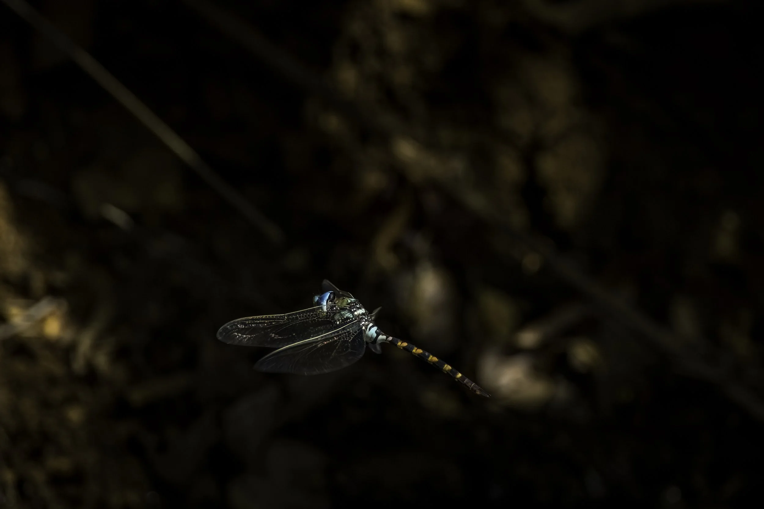 Magnificent Emperor Dragonfly/ Blue Darner, Ananthagiri Forest Range
