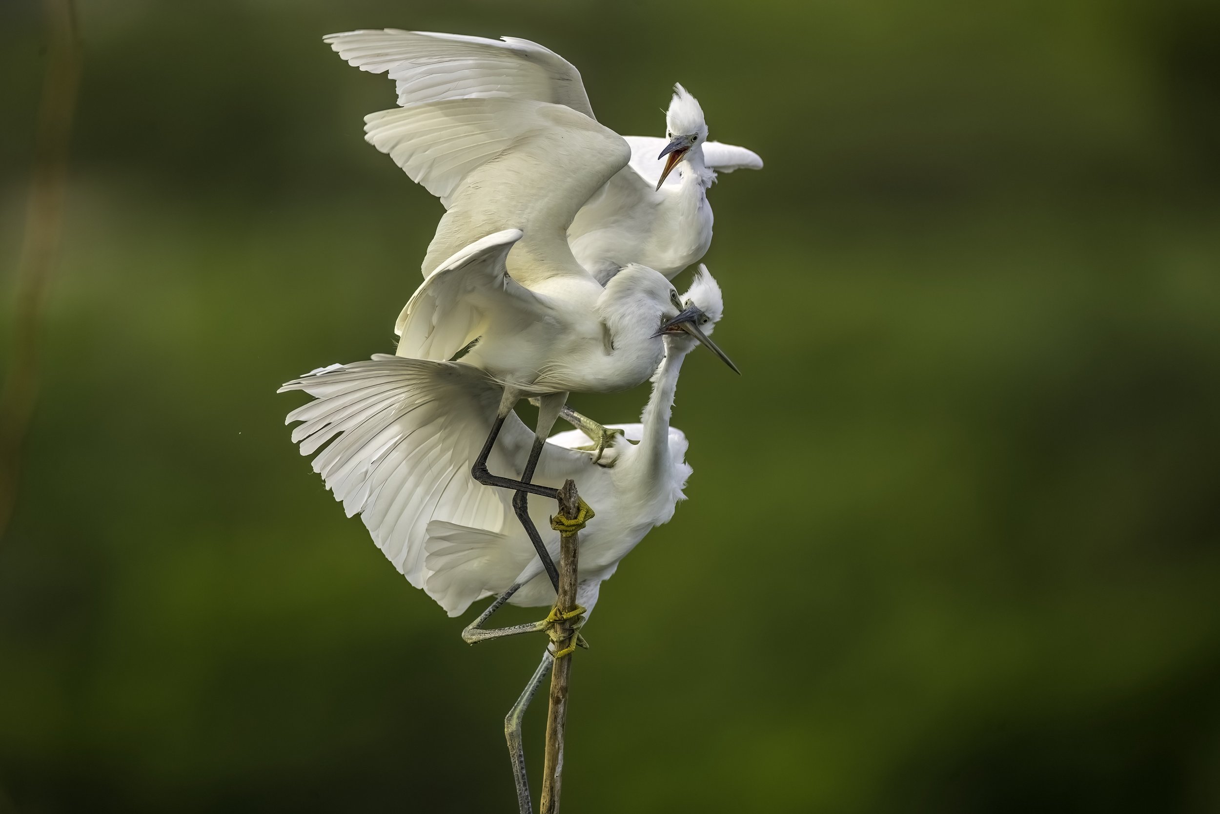 Little Egret - Sri Ram Sagar Reservoir, Nirmal - WildArtWorks