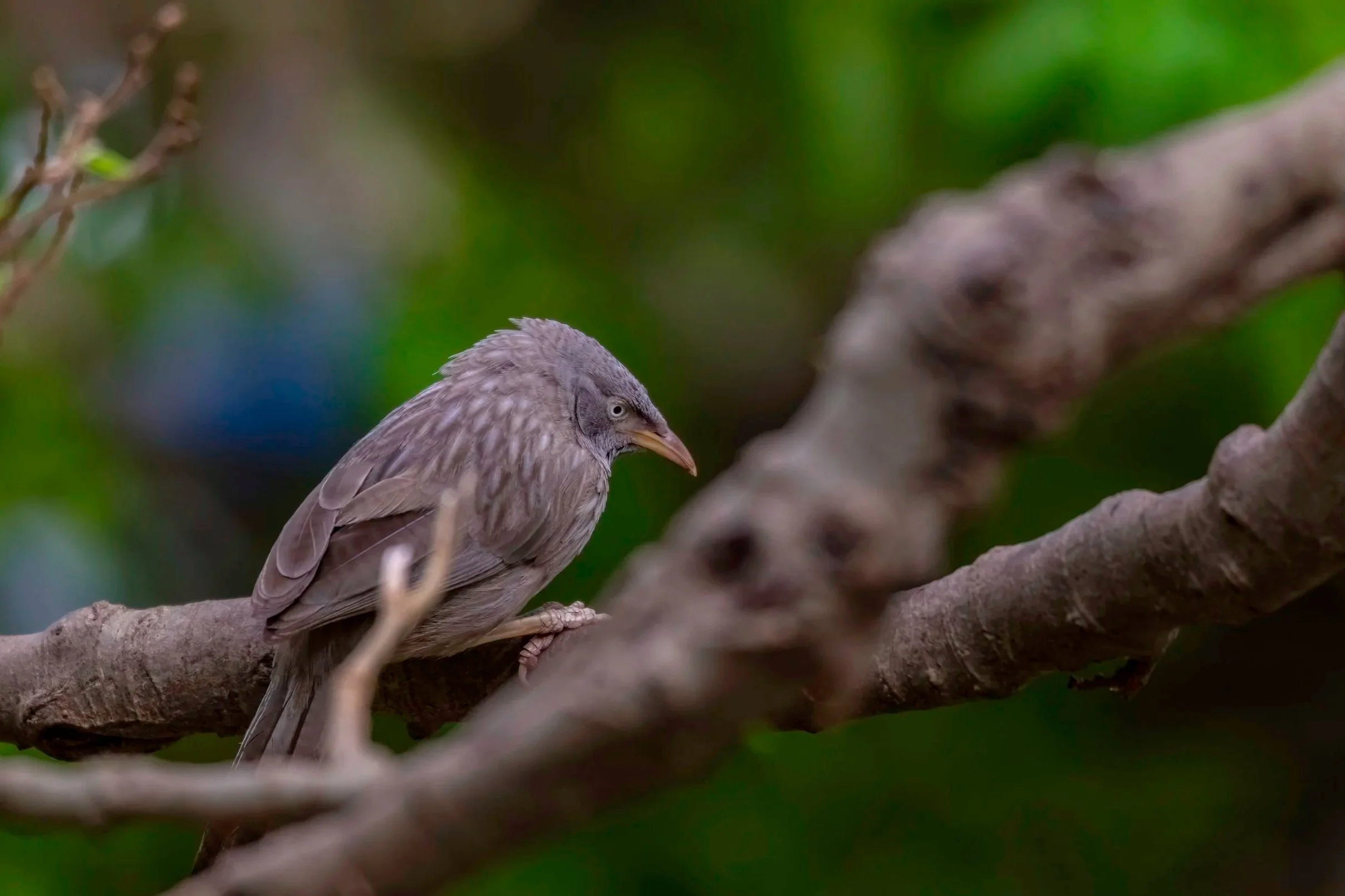 Jungle Babbler - Uma Maheshwaram Temple, Achampet - WildArtWorks