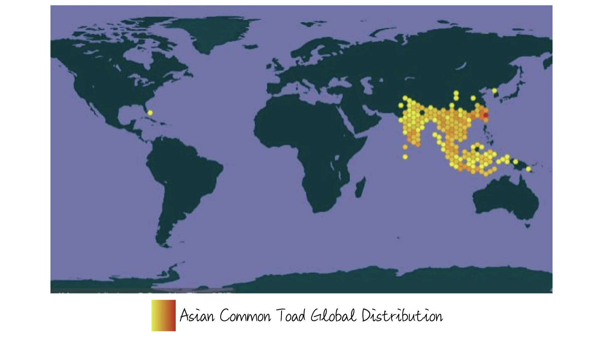 Asian Common Toad - Range & Distribution - WIldArtWorks