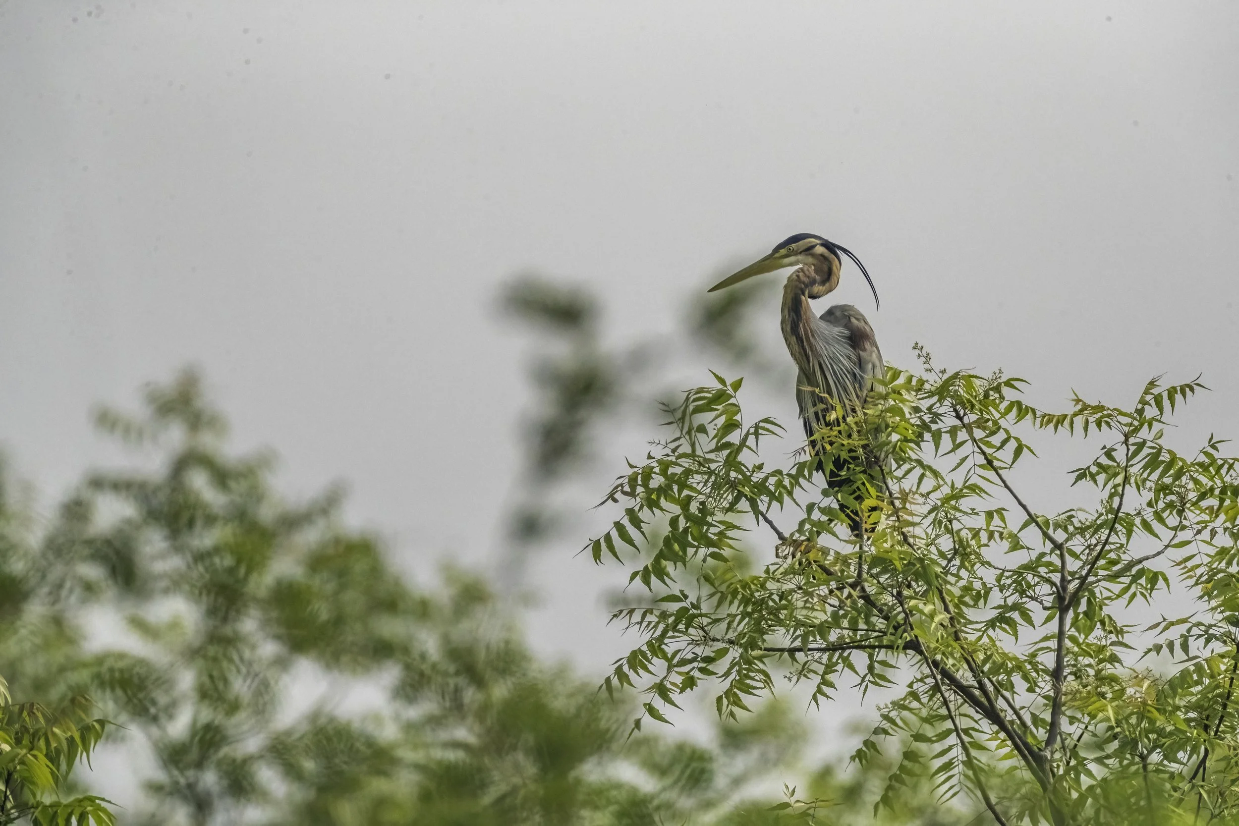 Purple Heron - Kingfisher Pond, Ameenpur Lake - WildArtWorks