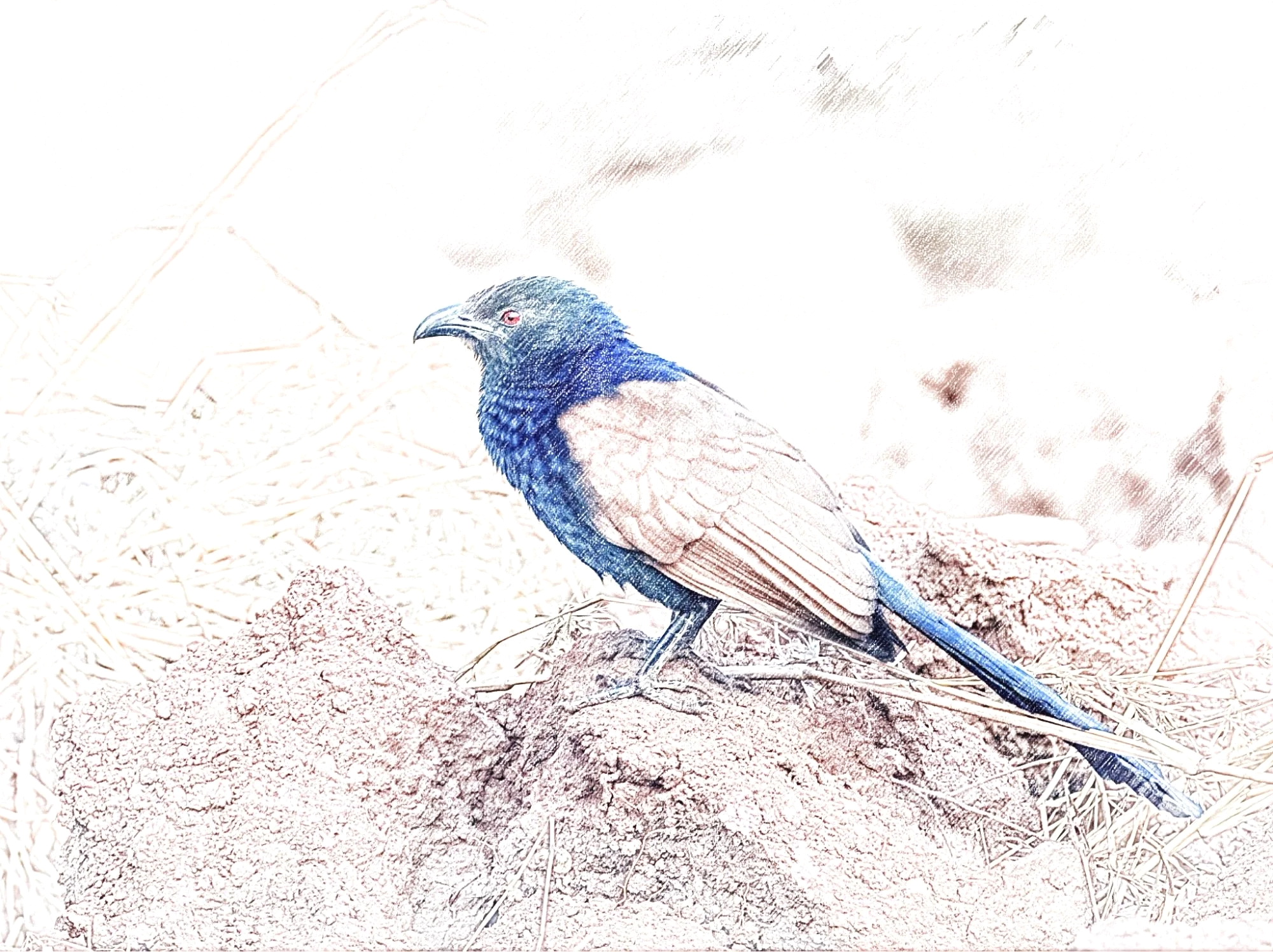 Greater Coucal - Sketch - WildArtWorks