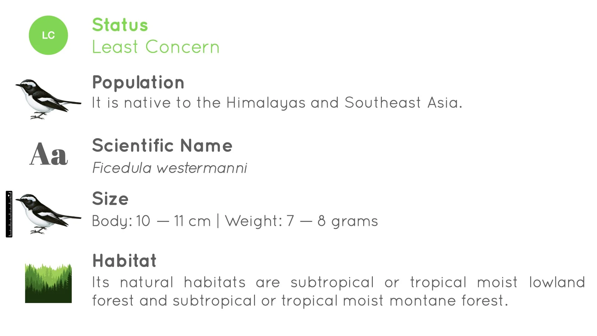 Little Pied Flycatcher - Doi Ang Khang - WildArtWorks