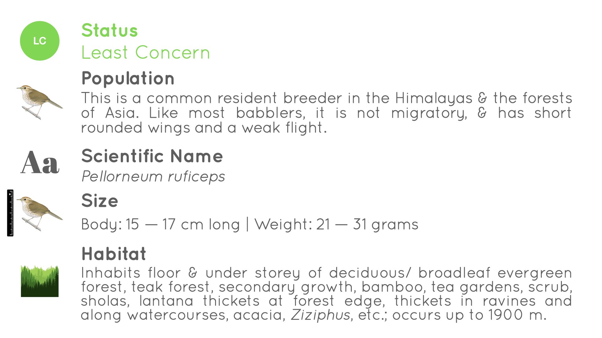 Puff-throated Babbler - Statistics - WildArtWorks