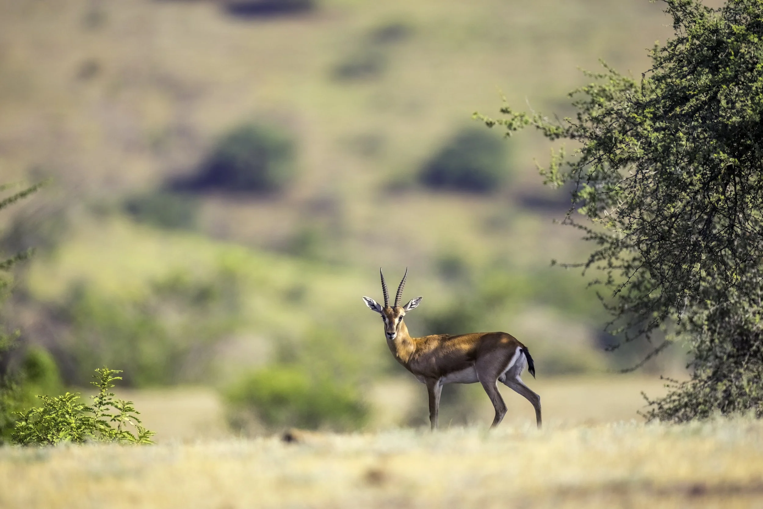 Chinkara, Baramati Grasslands