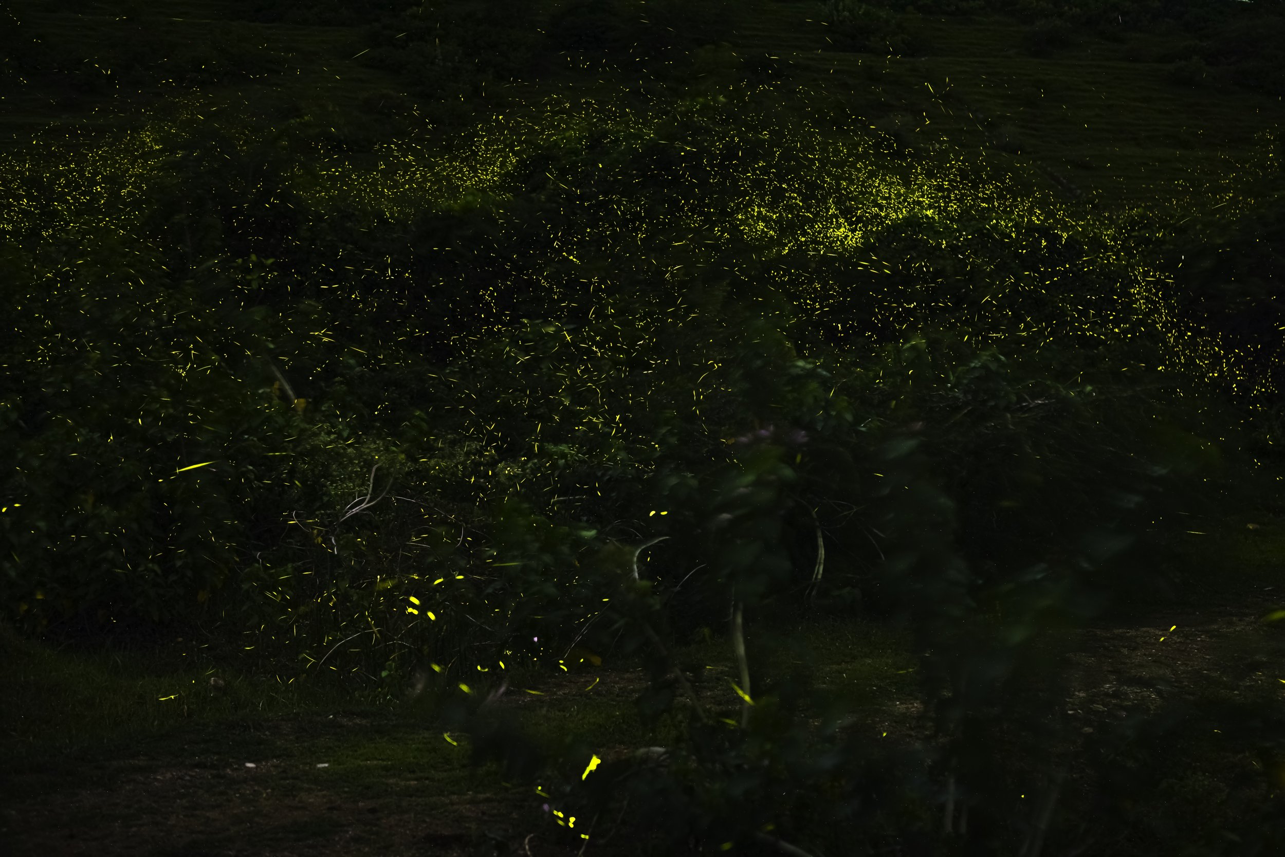 Fireflies, Nirmal, Telangana