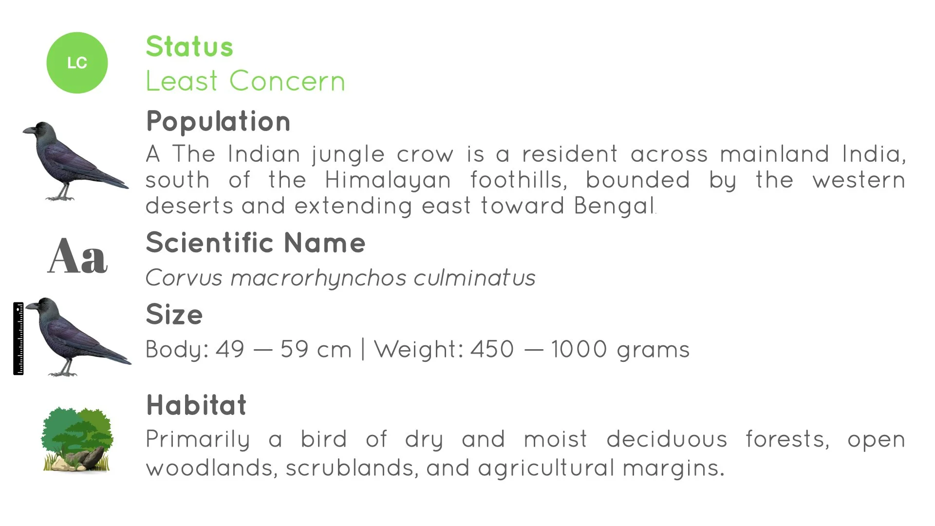 Indian Jungle Crow - Statistics - WildArtWorks