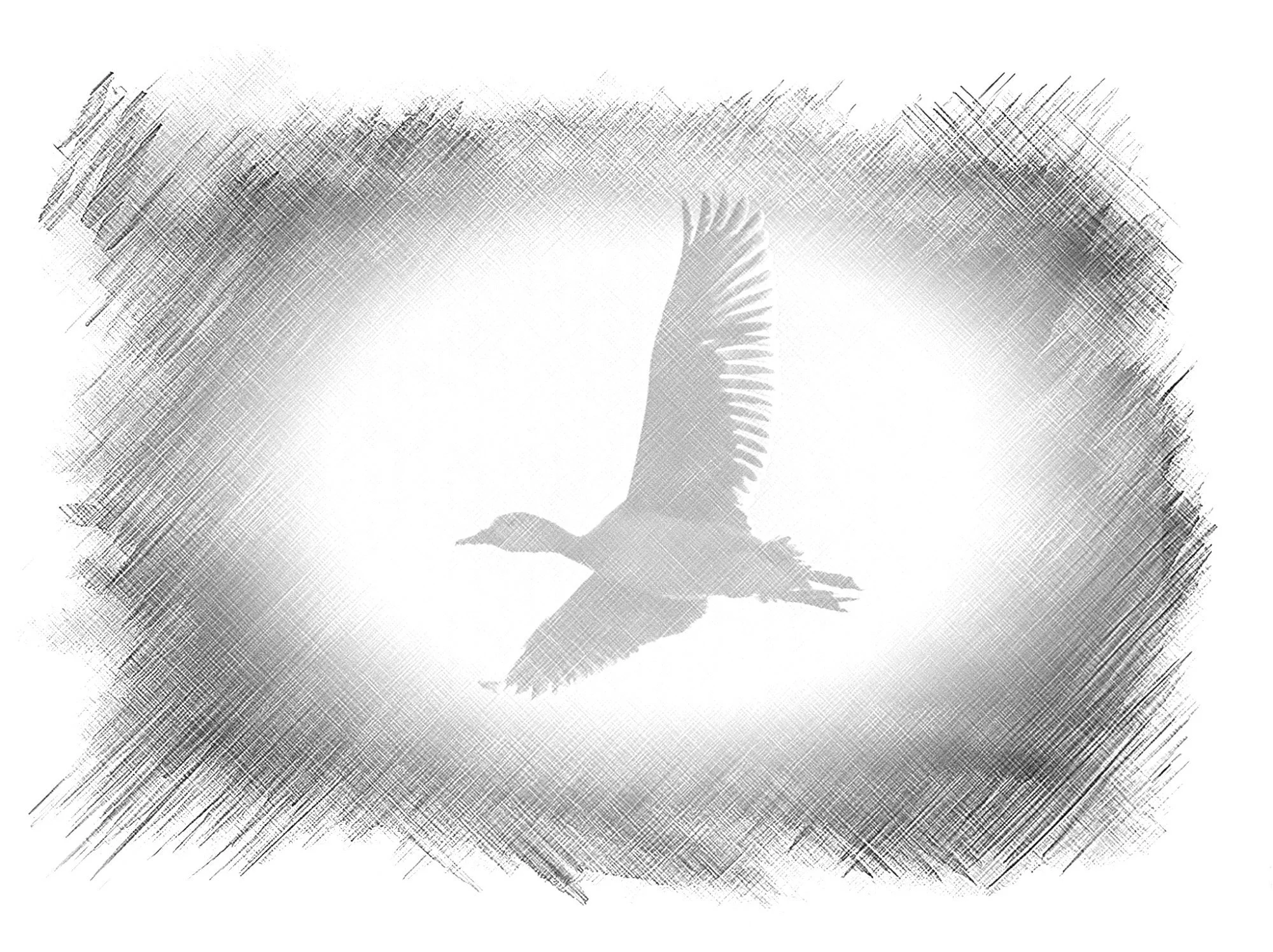 Lesser Whistling Duck - Sketch - WildArtWorks