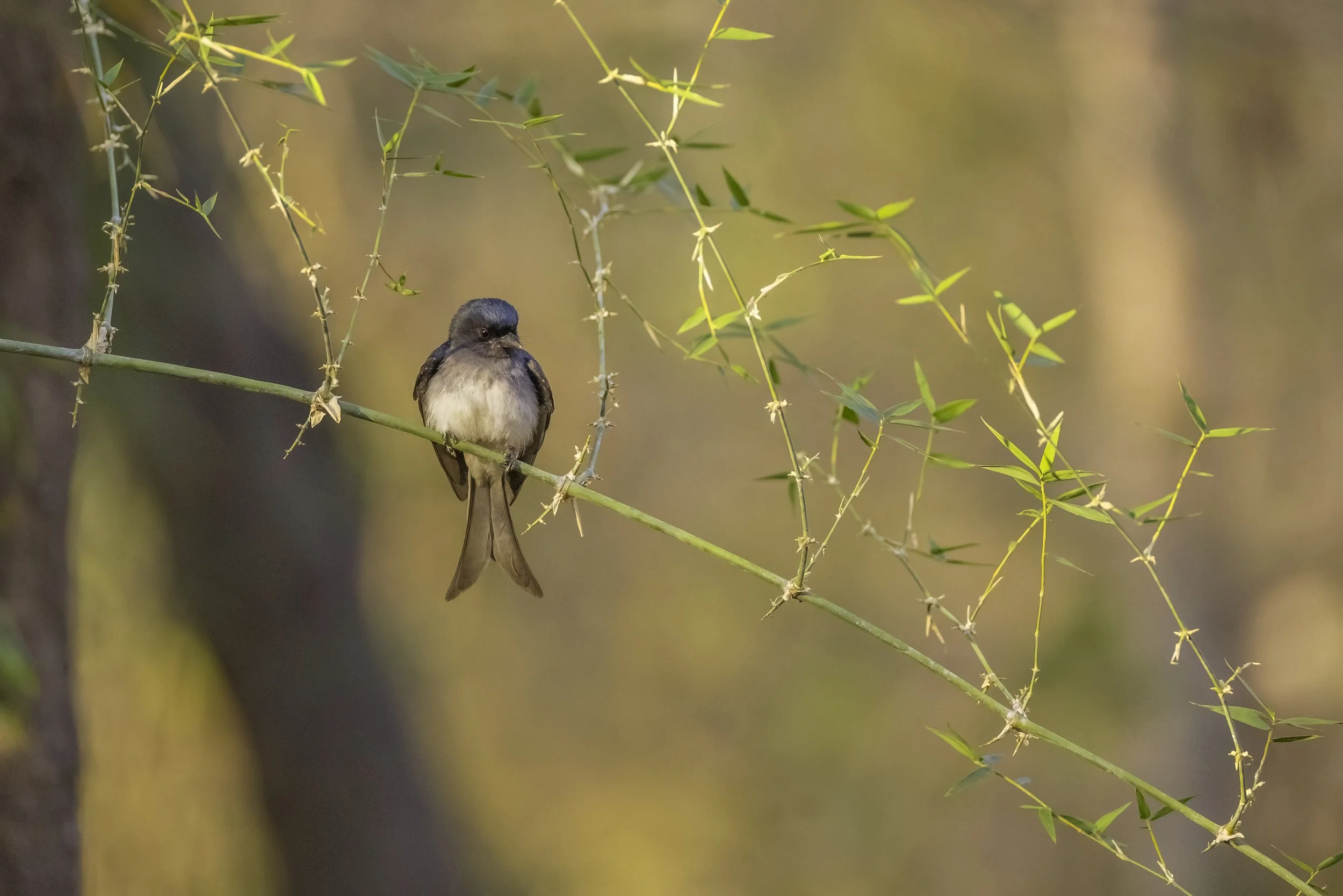 White-bellied Drongo - Amrabad Tiger Reserve - WildArtWorks