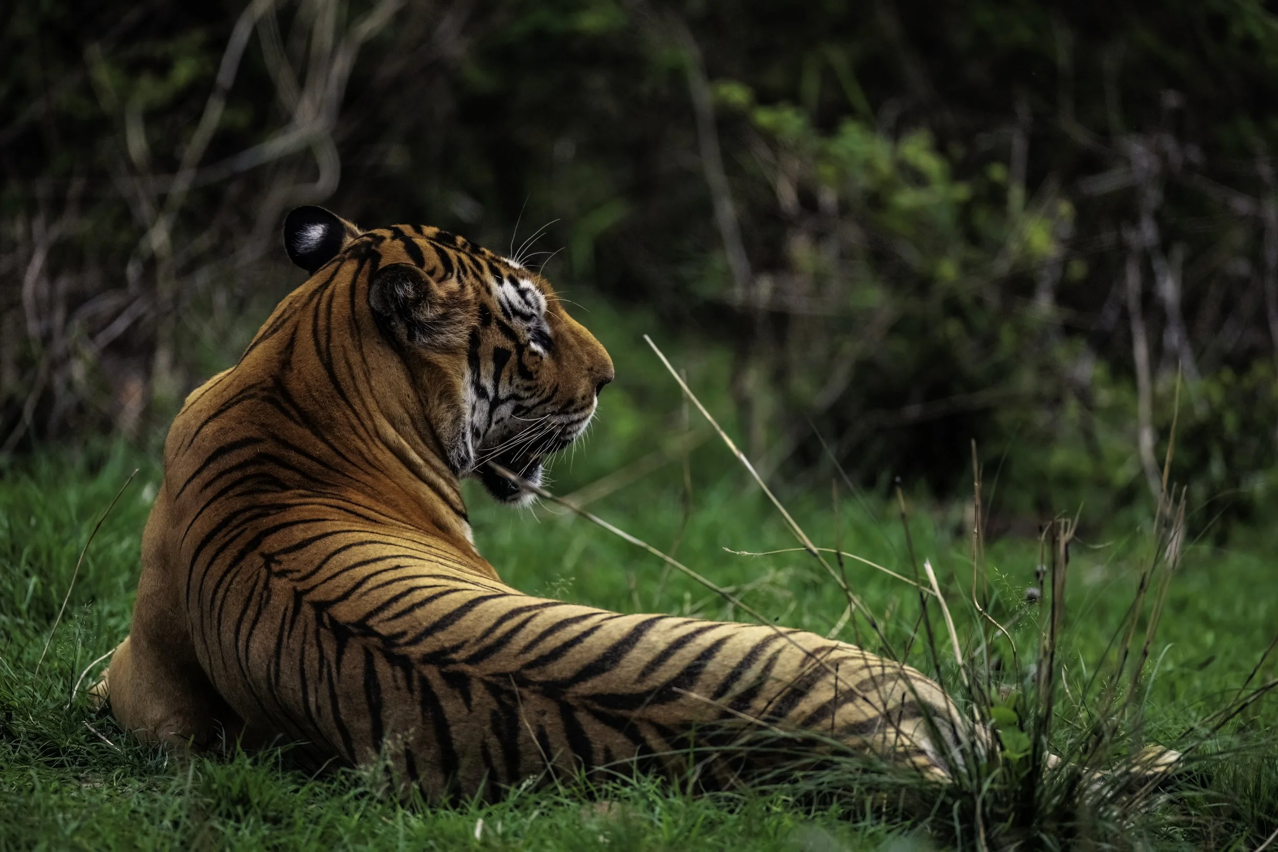 Rudra (M56) - Gundam, Amrabad Tiger Reserve - WildArtWorks