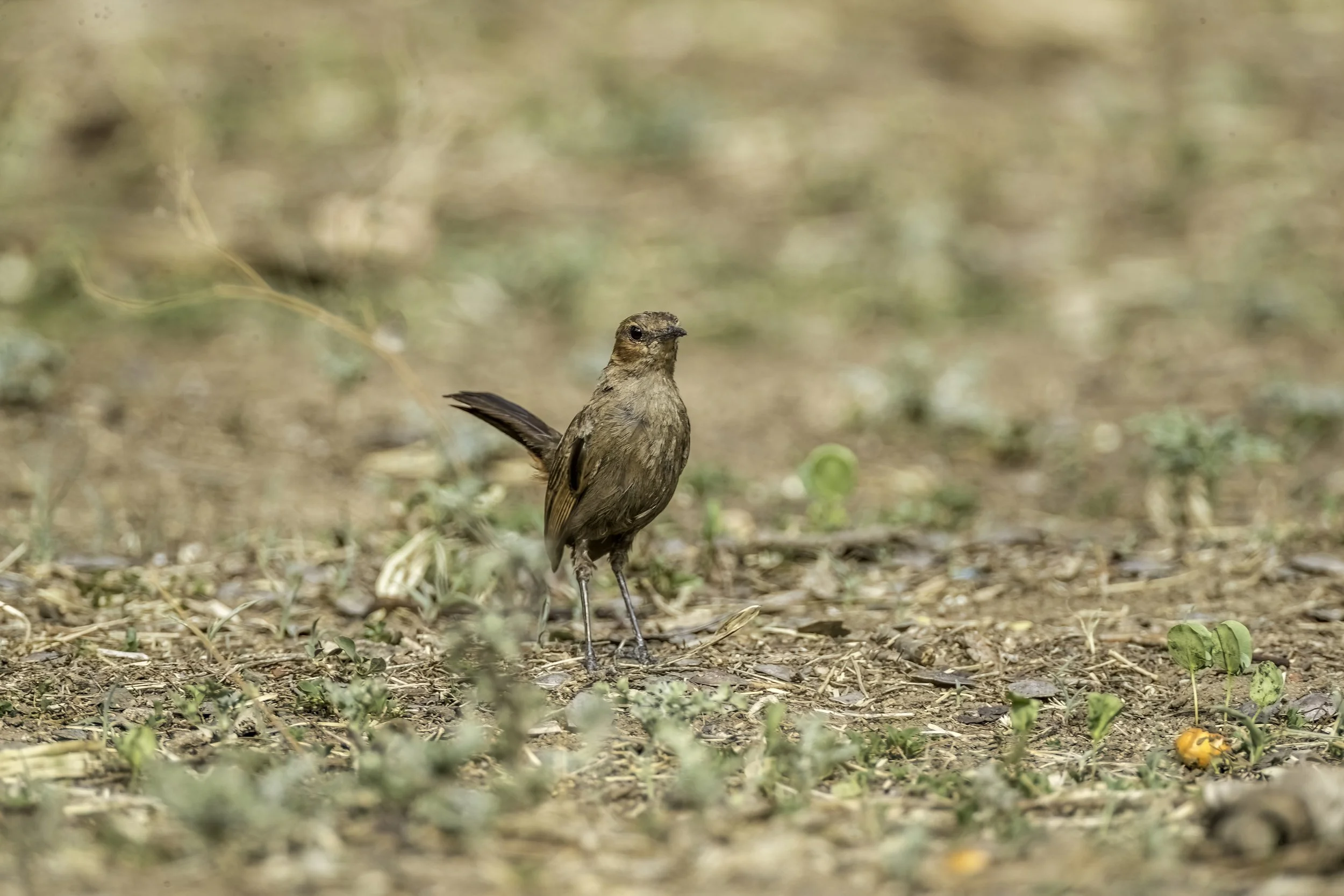 Indian Robin (Female) - Narsapur Forest Range - WildArtWorks