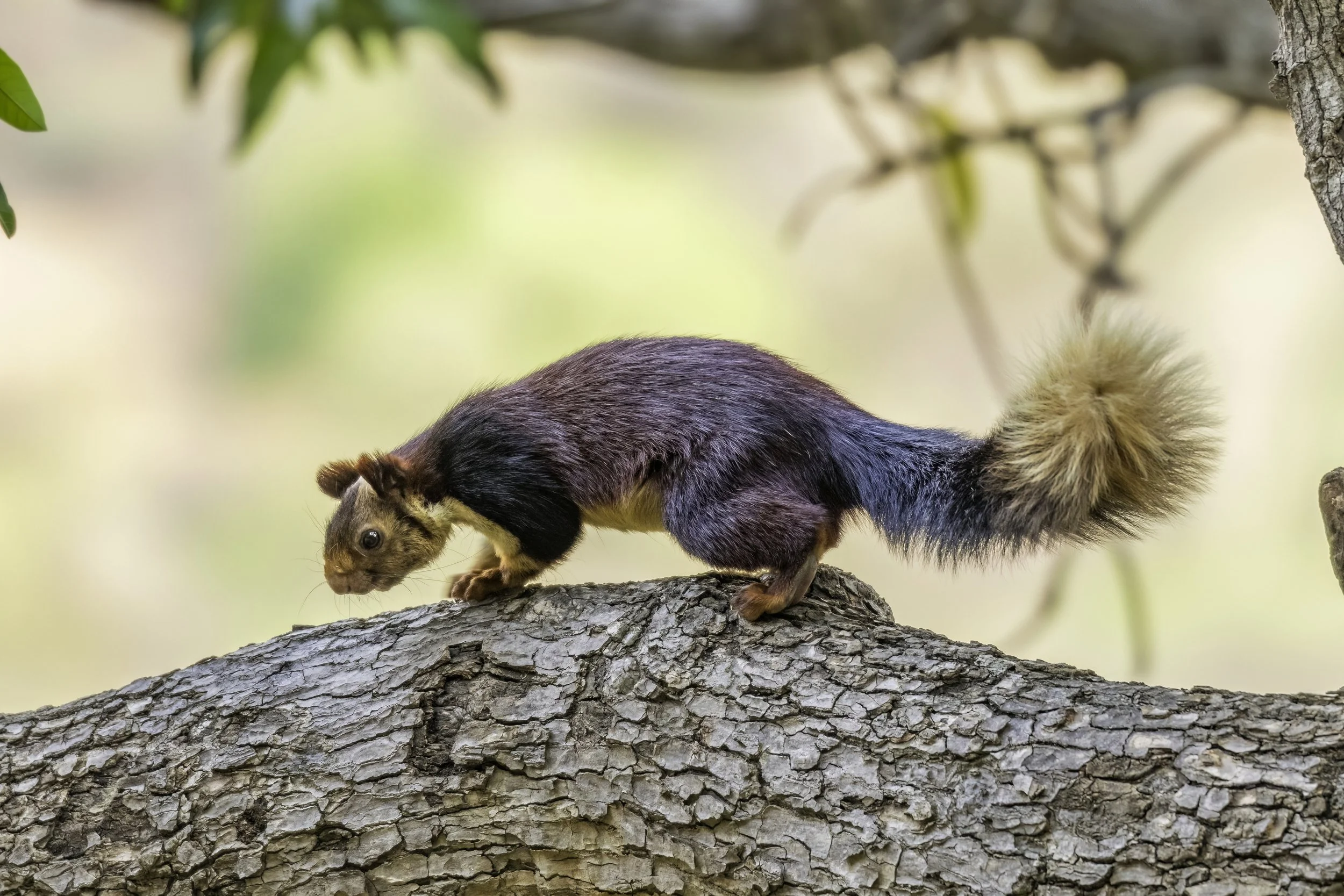 Malabar Giant Squirrel, Nallamala Hills