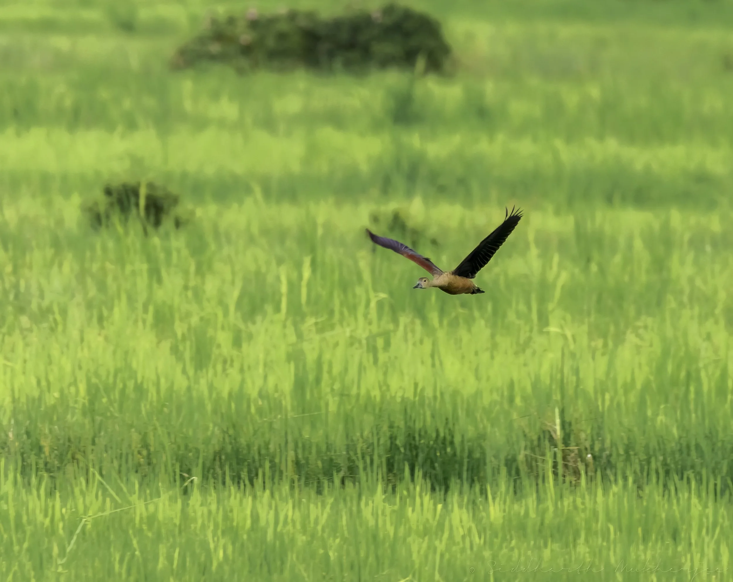 Lesser Whistling Duck - Bekok & Balang - WIldArtWorks