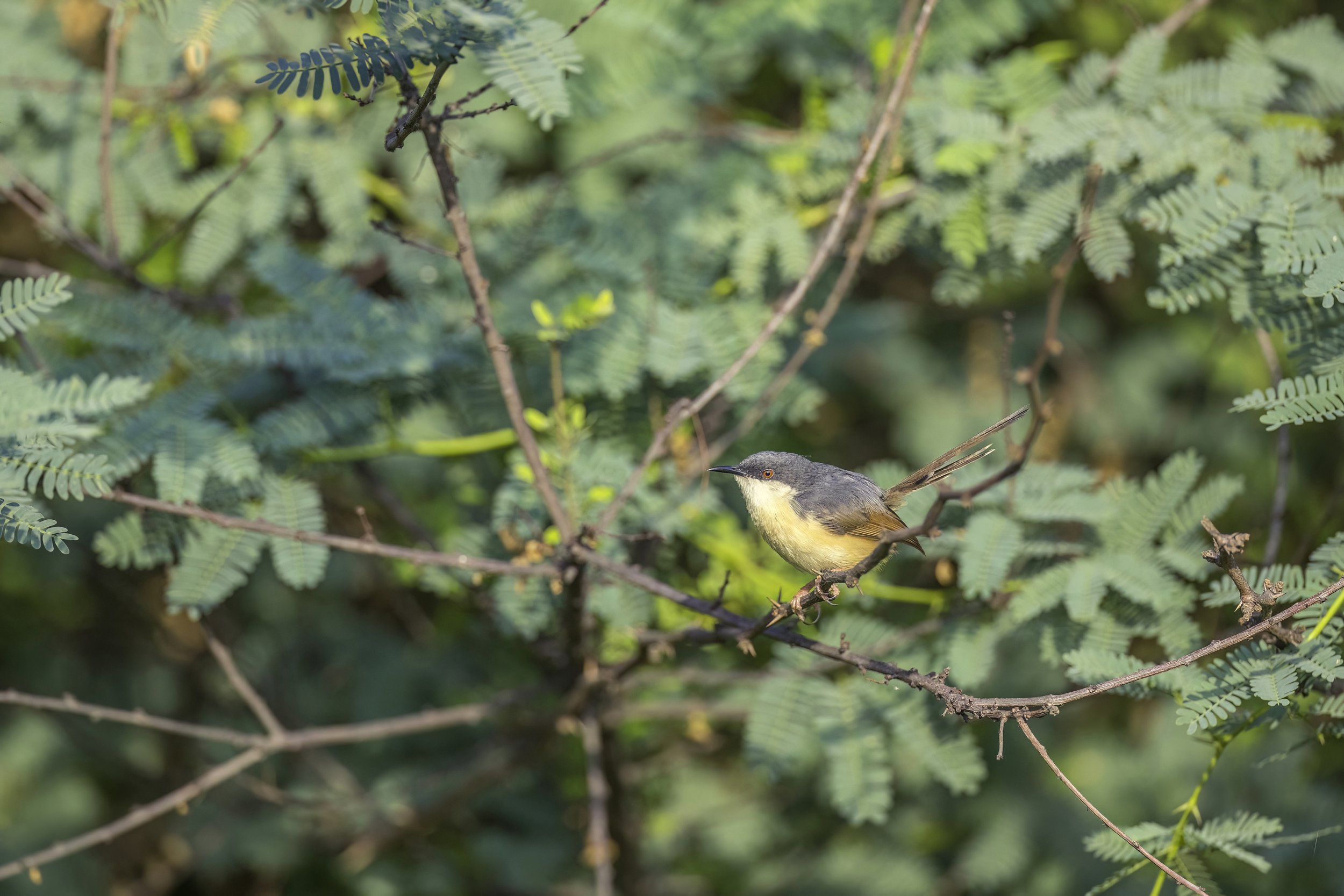 Ashy Prinia - Ameenpur Lake - WildArtWorks