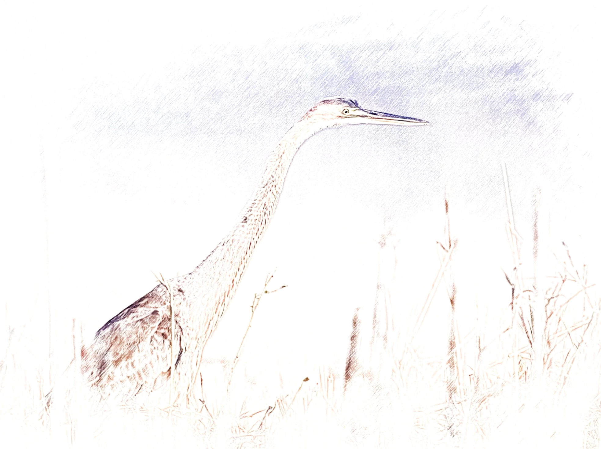 Purple Heron - Sketch - WildArtWorks