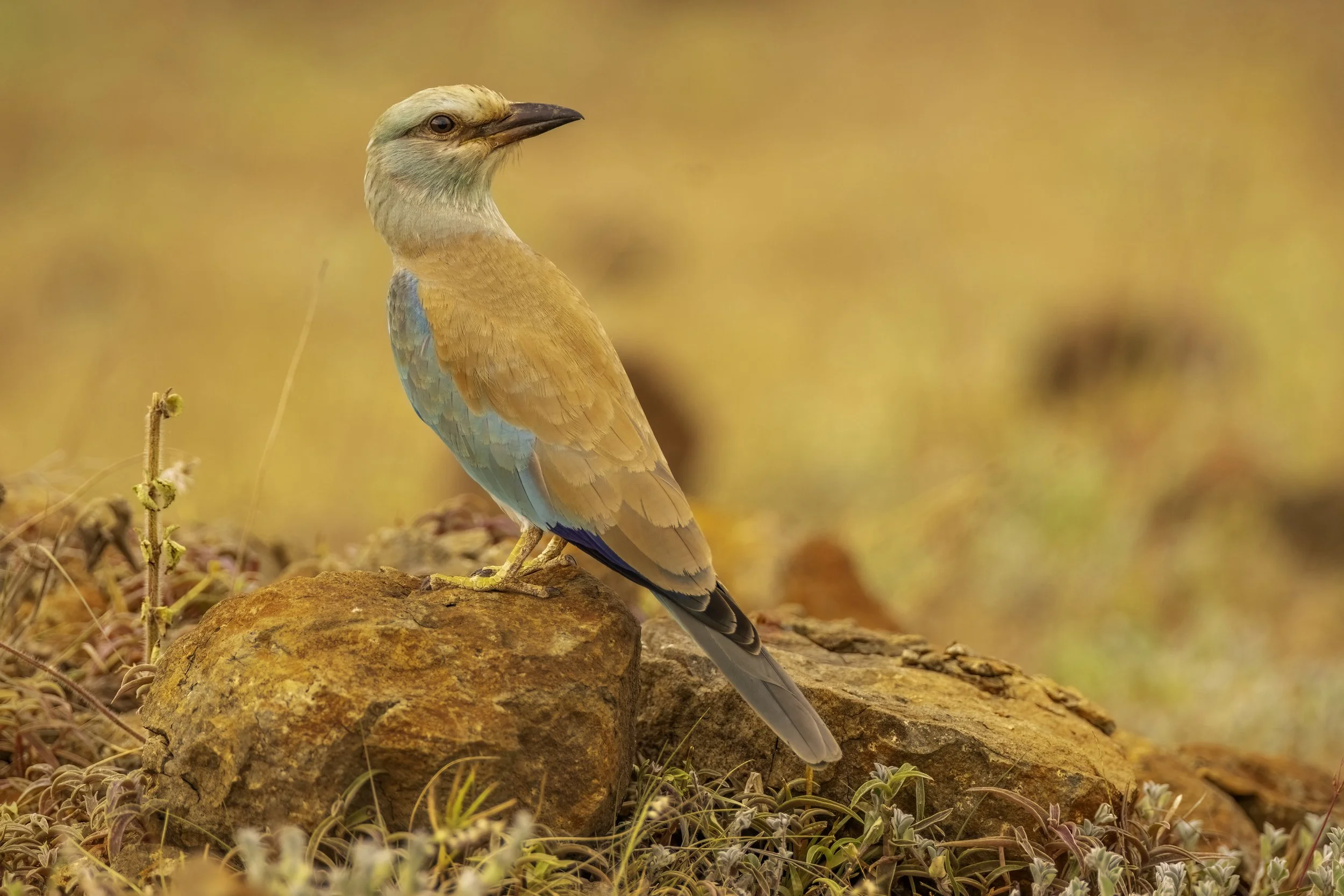 European Roller - Kadbanwadi Grasslands, Indapur - WildArtWorks
