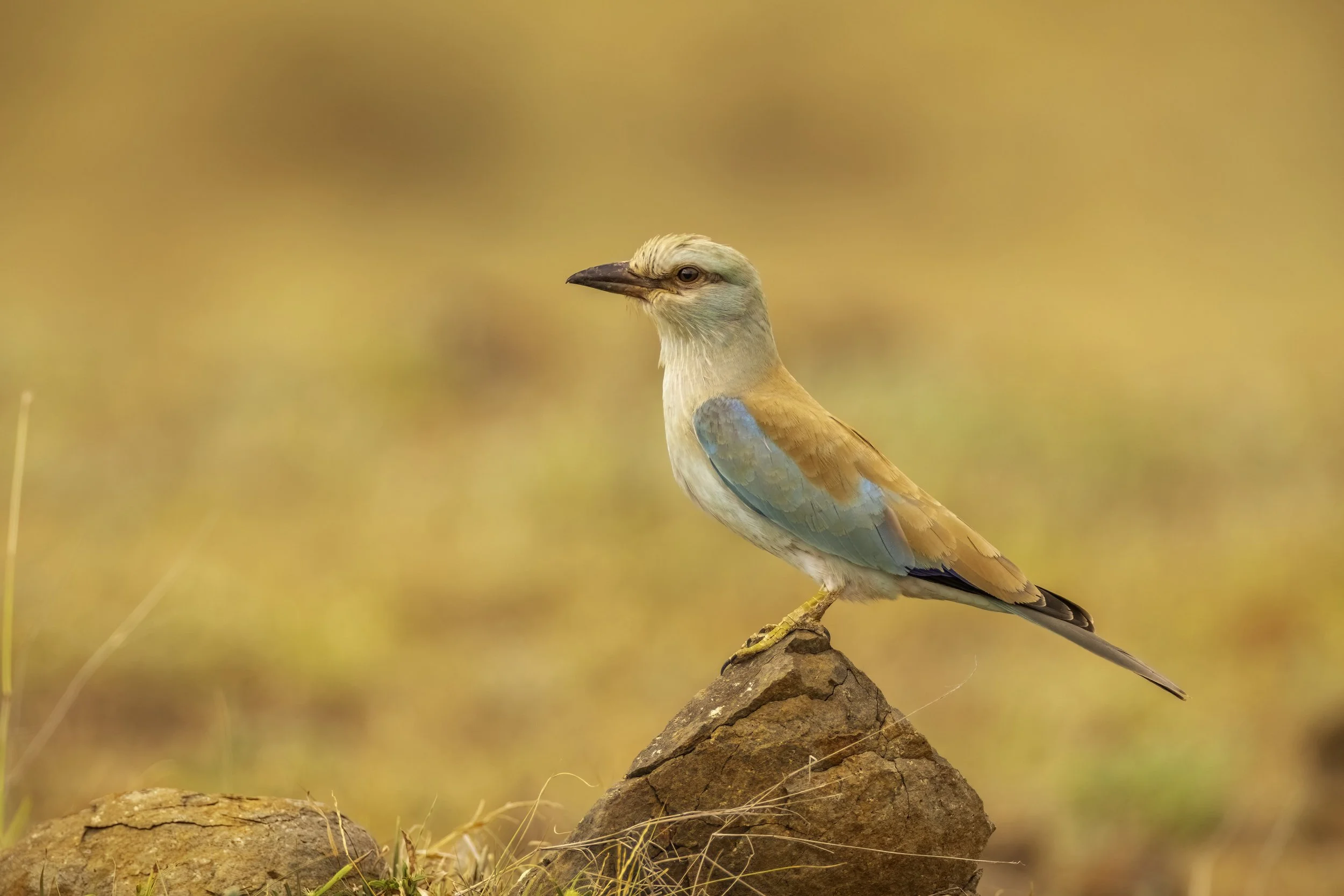 European Roller, Kadbanwadi Grasslands