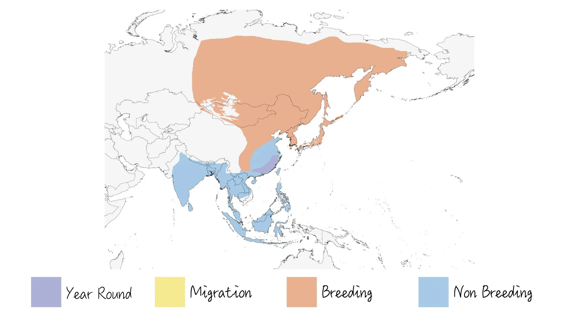 Brown Shrike - Range & Distribution - WildArtWorks