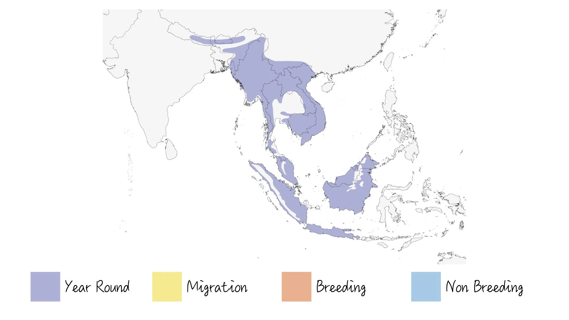 Yellow-vented Flowerpecker - Kaeng Krachan National Park - WildArtWorks