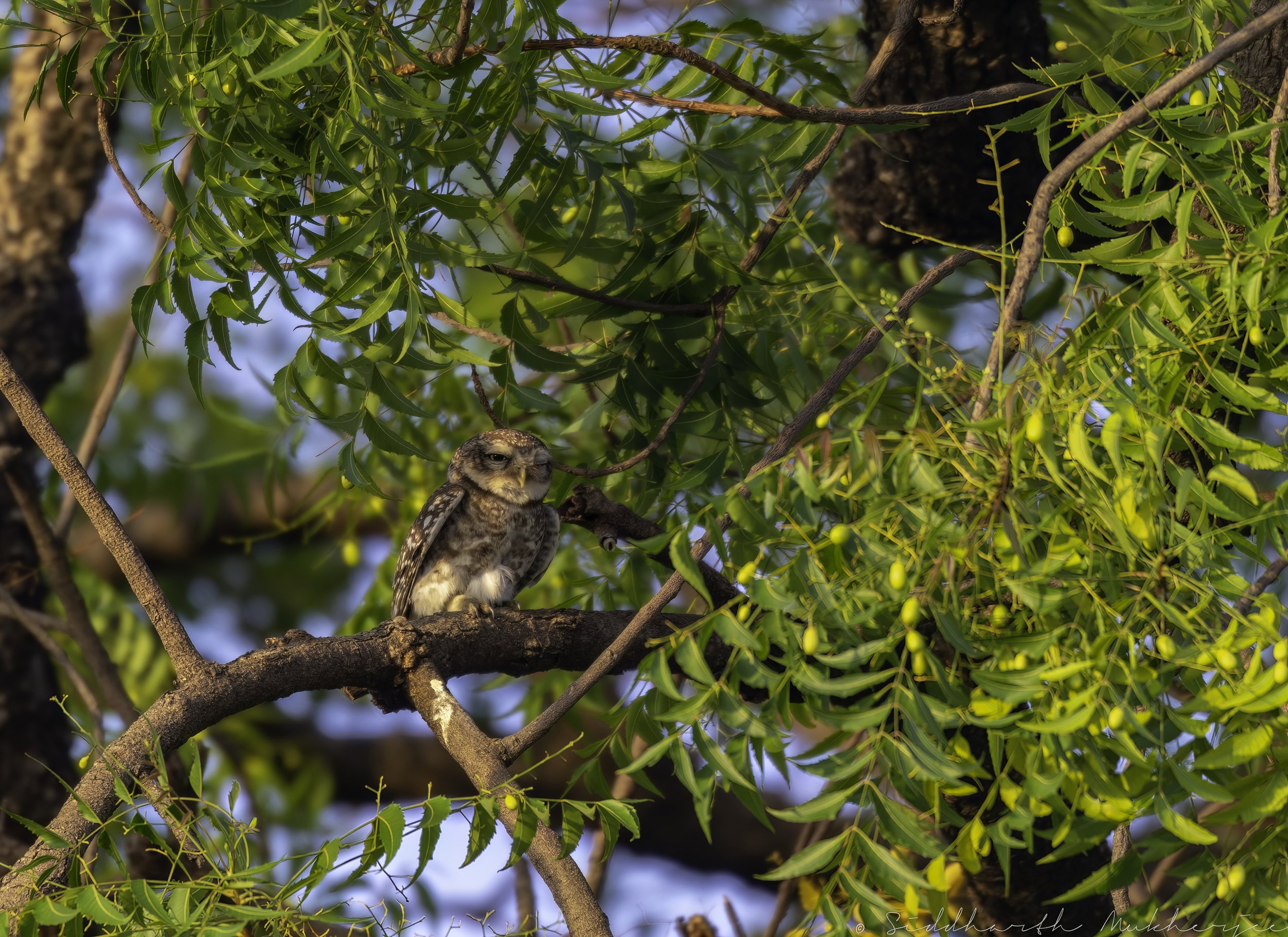 Spotted Owlet - Chincholi Wildlife Sanctuary - WildArtWorks