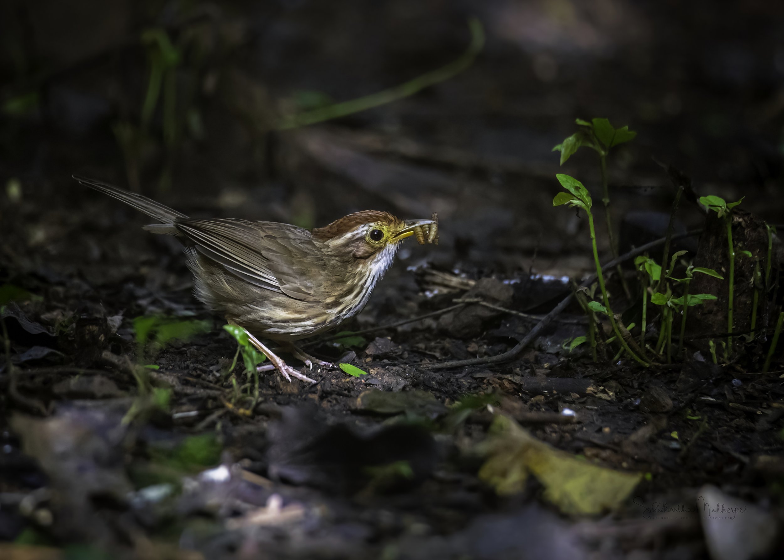 Puff-throated Babbler - Kaeng Krachan National Park - WildArtWorks