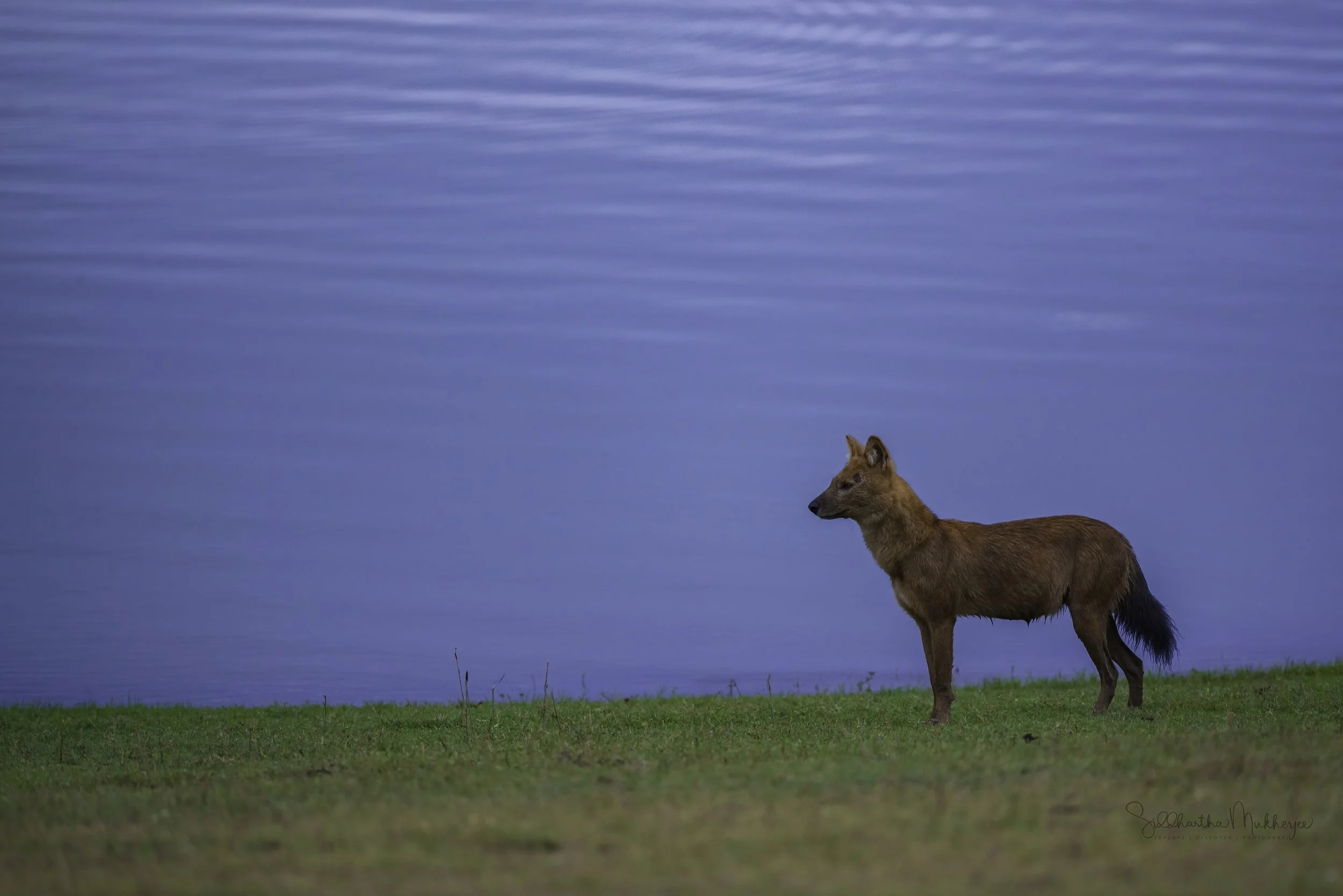 Dhole (Asian Wild Dog)