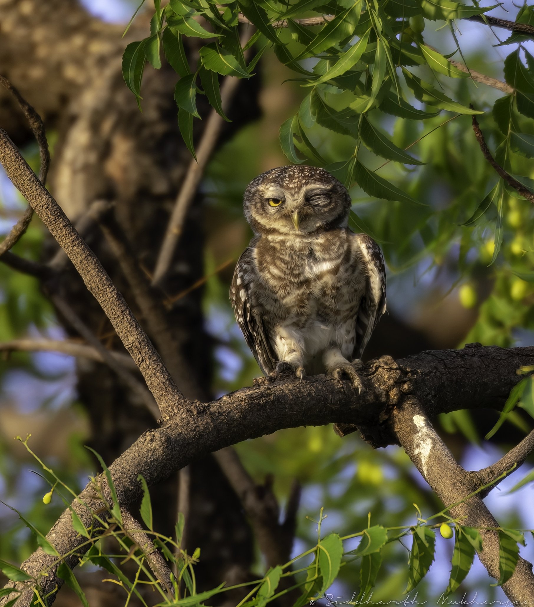 Spotted Owlet - Chincholi Wildlife Sanctuary - WildArtWorks