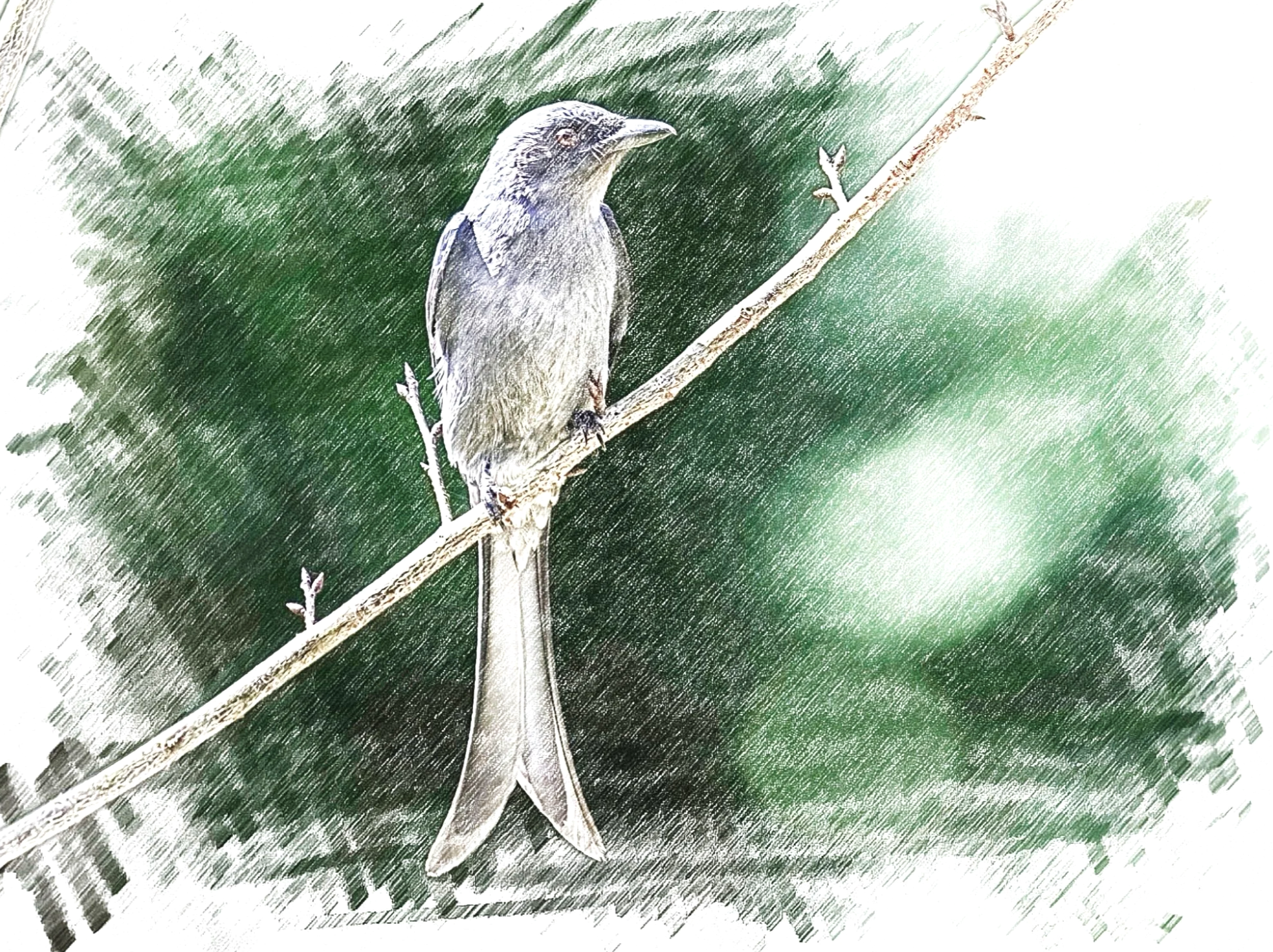 Ashy Drongo - Sketch - WildArtWorks