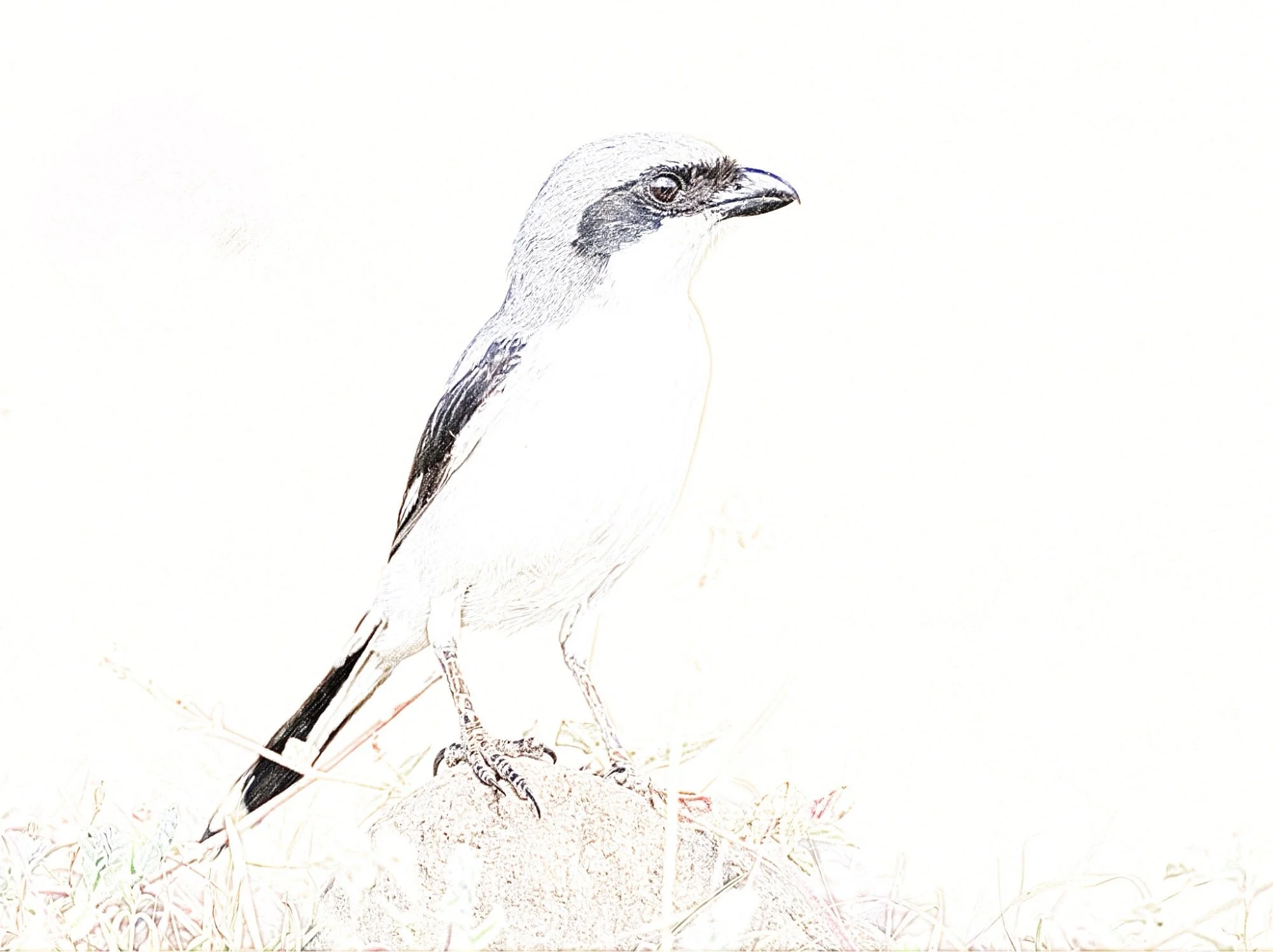Great Grey Shrike - Sketch - WildArtWorks