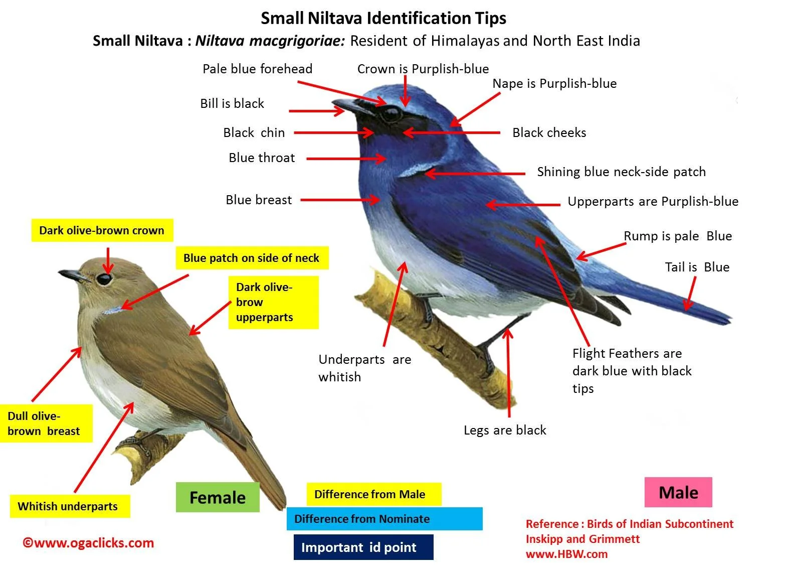 Small Niltava - Identification Tips - www.ogaclicks.com - WildArtWorks