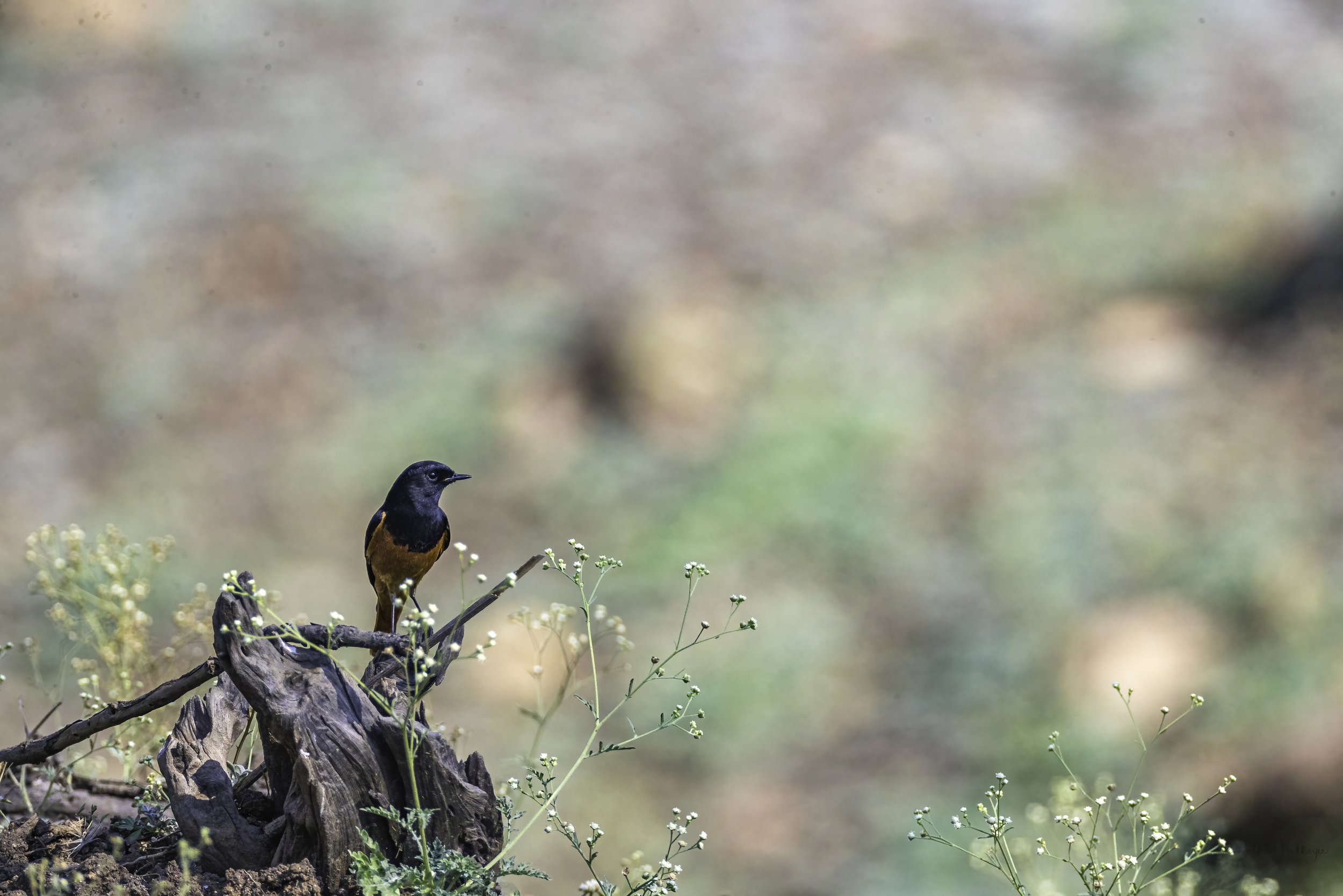 Black Redstart - WildArtWorks