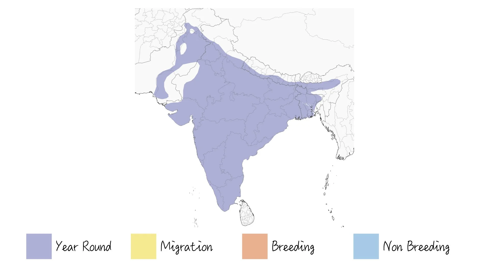 Jungle Babbler - Range & Distribution - WildArtWorks