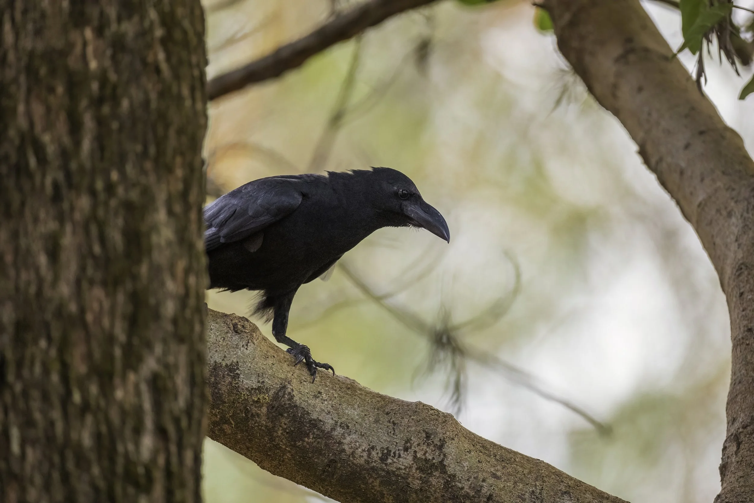 Indian Jungle Crow - Panchgani - WildArtWorks